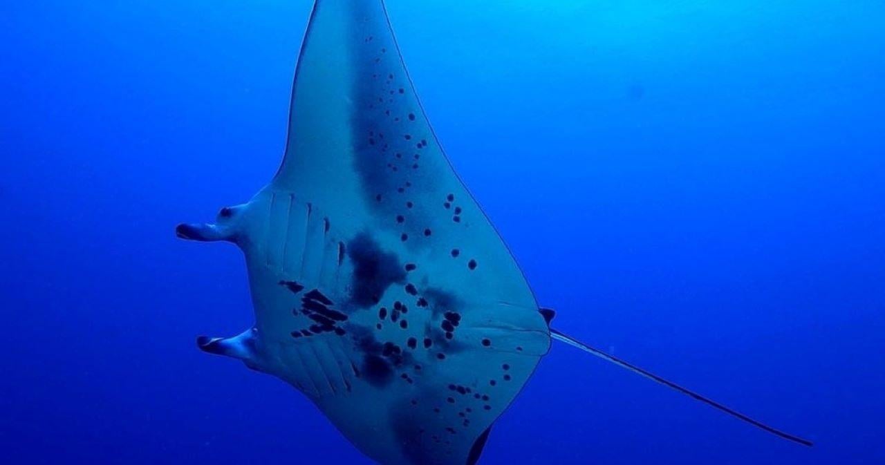 Kailua-Kona Night Manta Ray Snorkel & Dive
