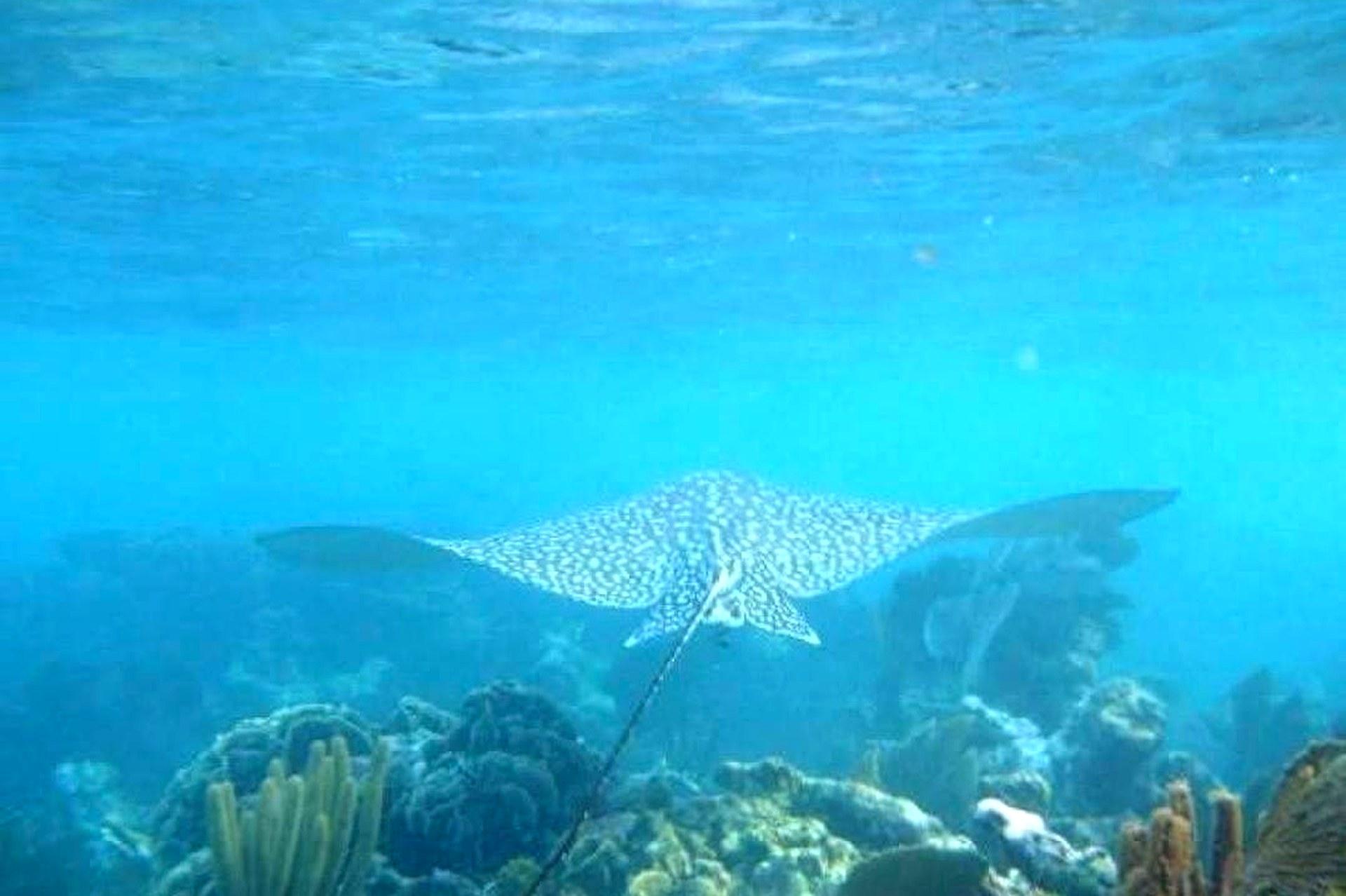 Puerto Morelos Reef Snorkeling Adventure