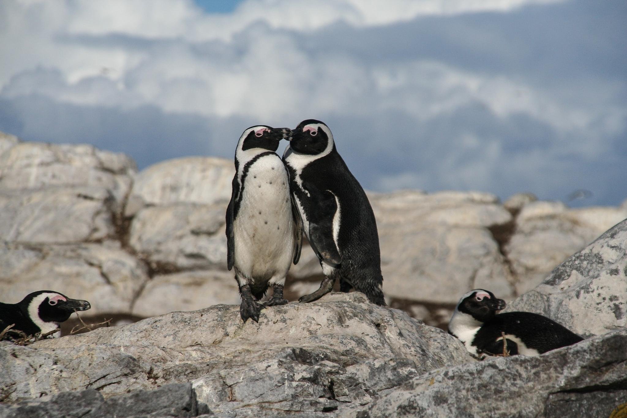 Cape Peninsula Highlights: Table Mountain, Penguins & Cape Point