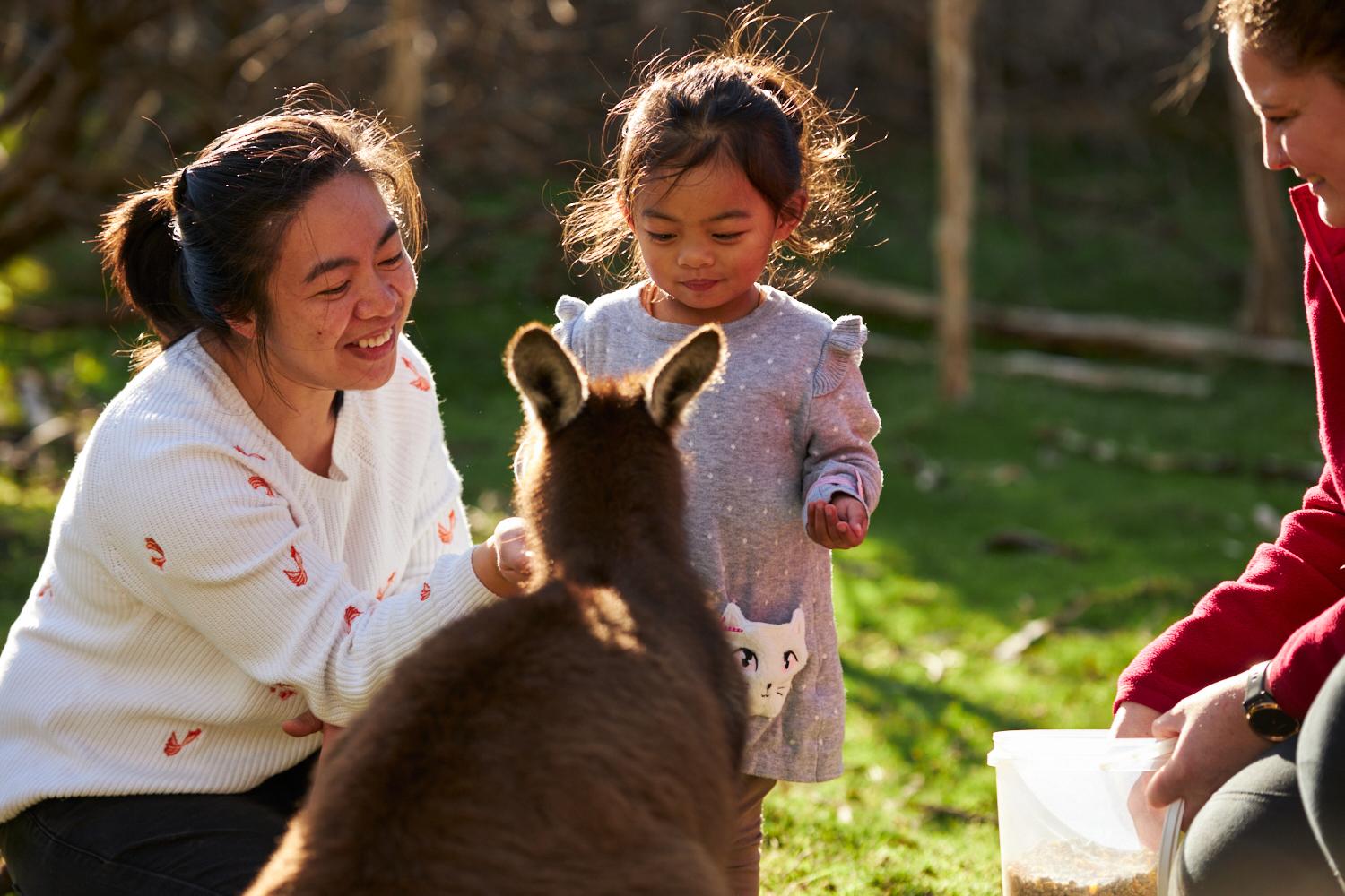 Phillip Island Wildlife & Penguin Parade Day Tour