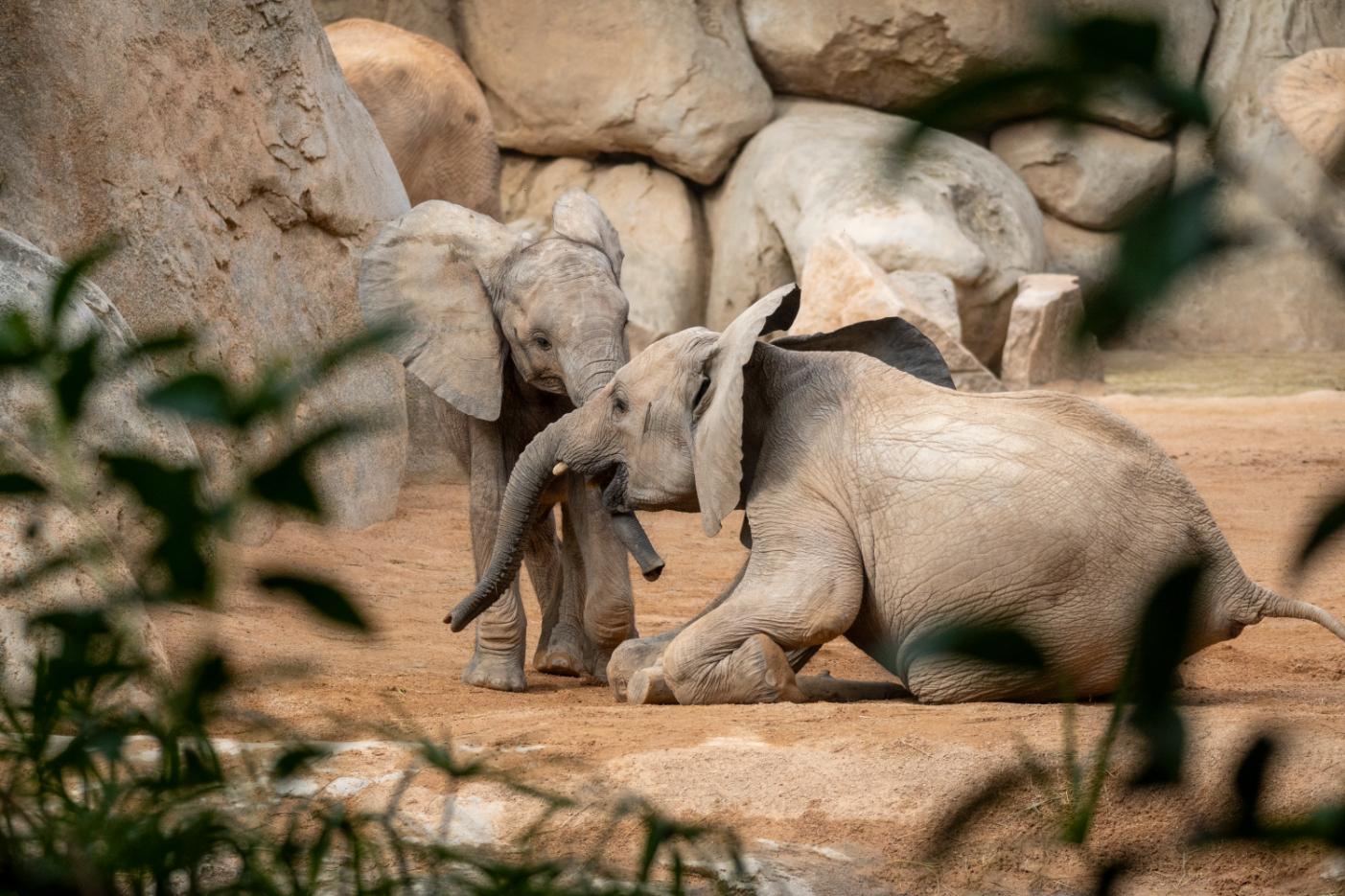 Bioparc Valencia Entry Ticket