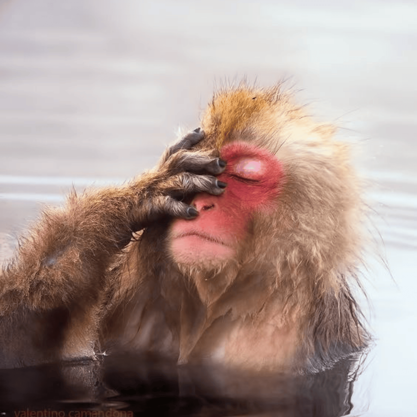 Private Nagano Day Tour: Snow Monkeys, Zenko-ji & Hot Springs from Tokyo
