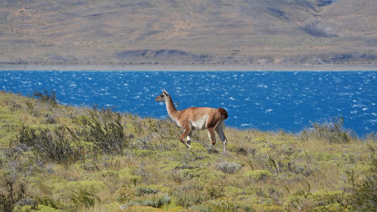 Patagonia Puma Tracking Expedition from Puerto Natales