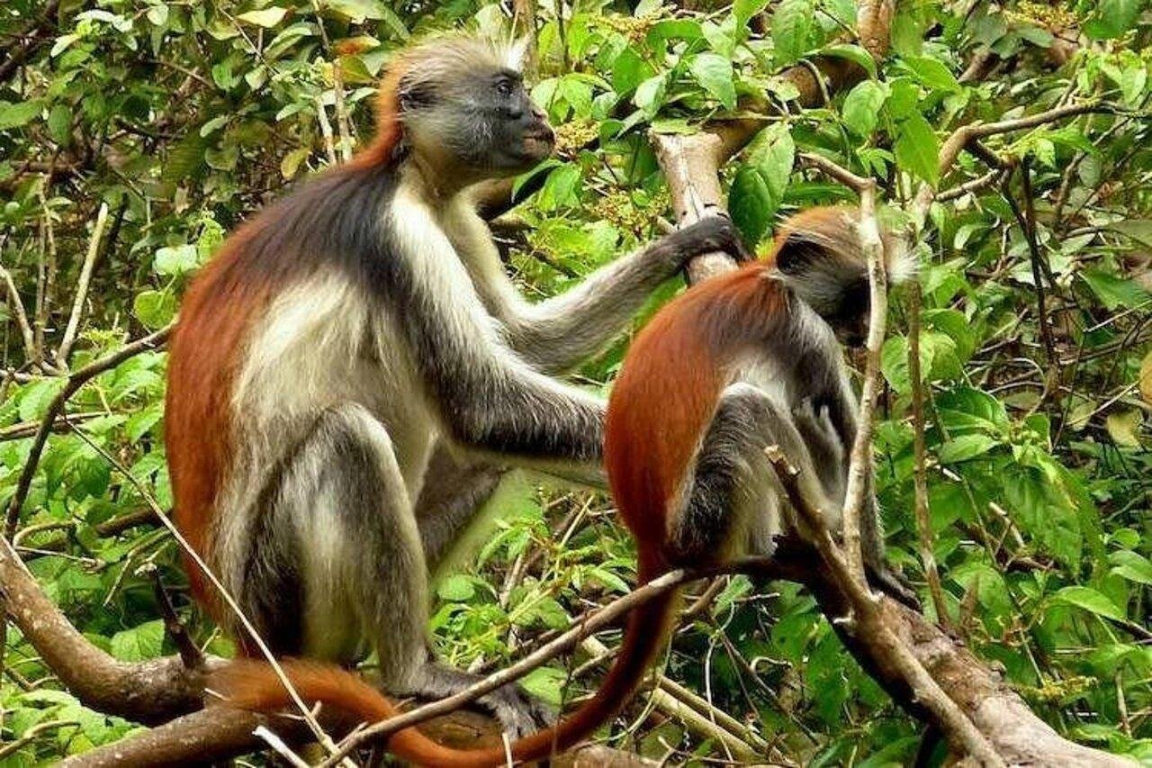 Jozani Forest Private Tour, Zanzibar