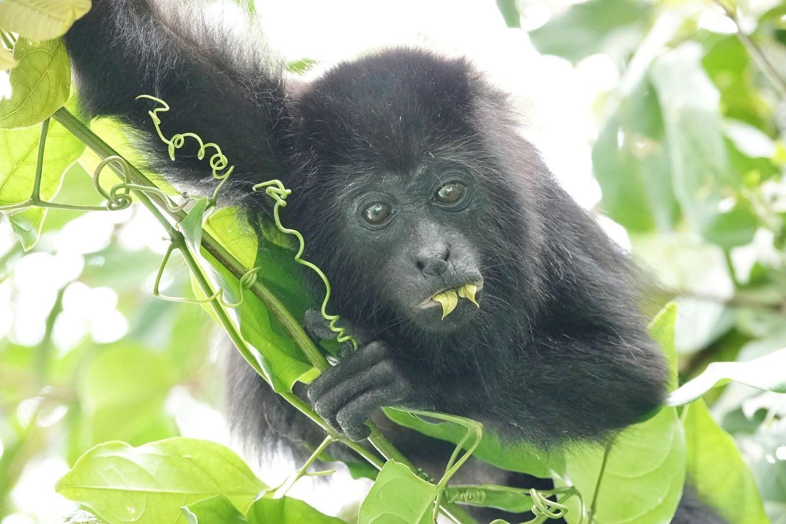 Monkey River Jungle & Manatee Wildlife Expedition