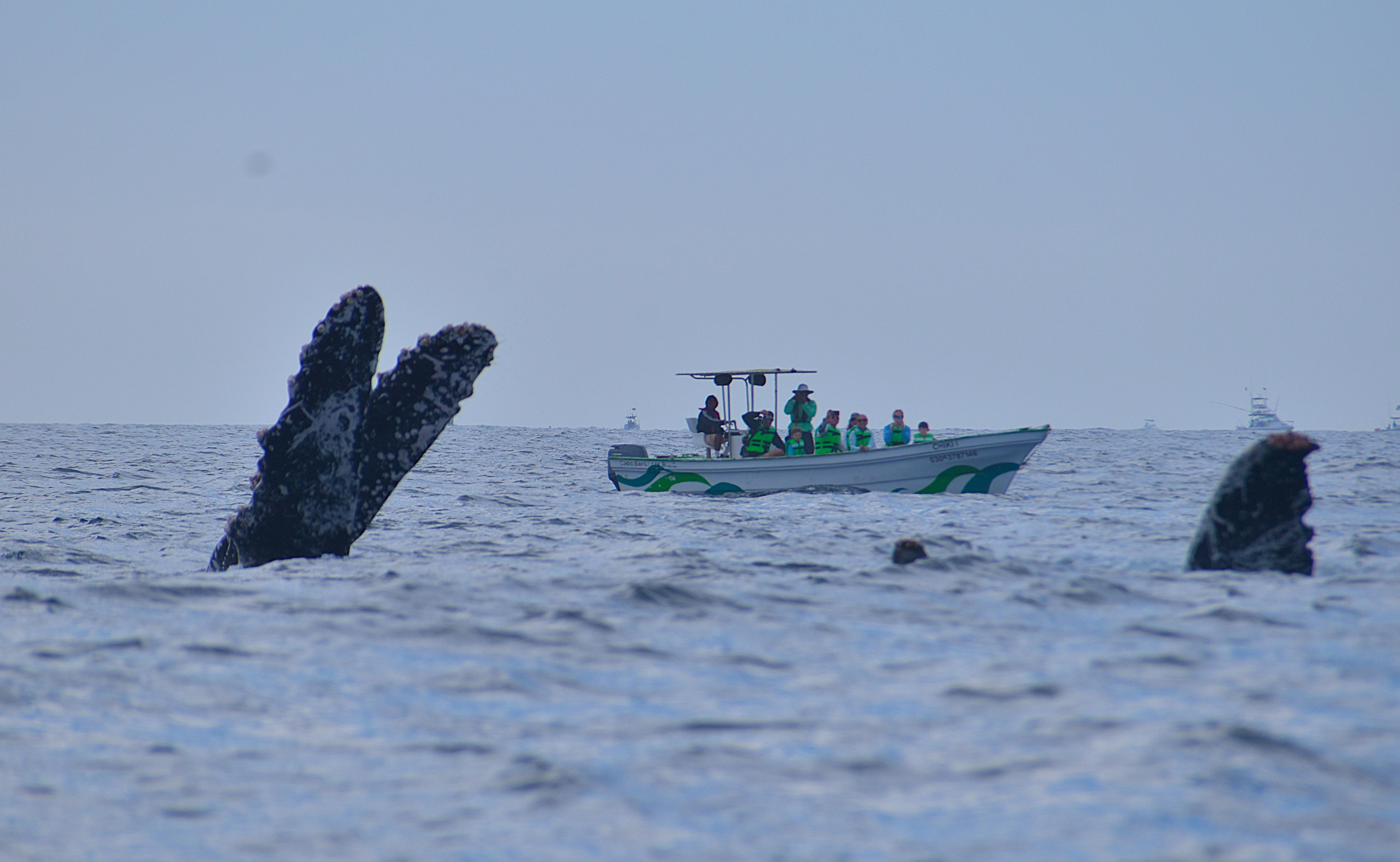 Cabo Whale Watching with All-Female Crew & Marine Biologist