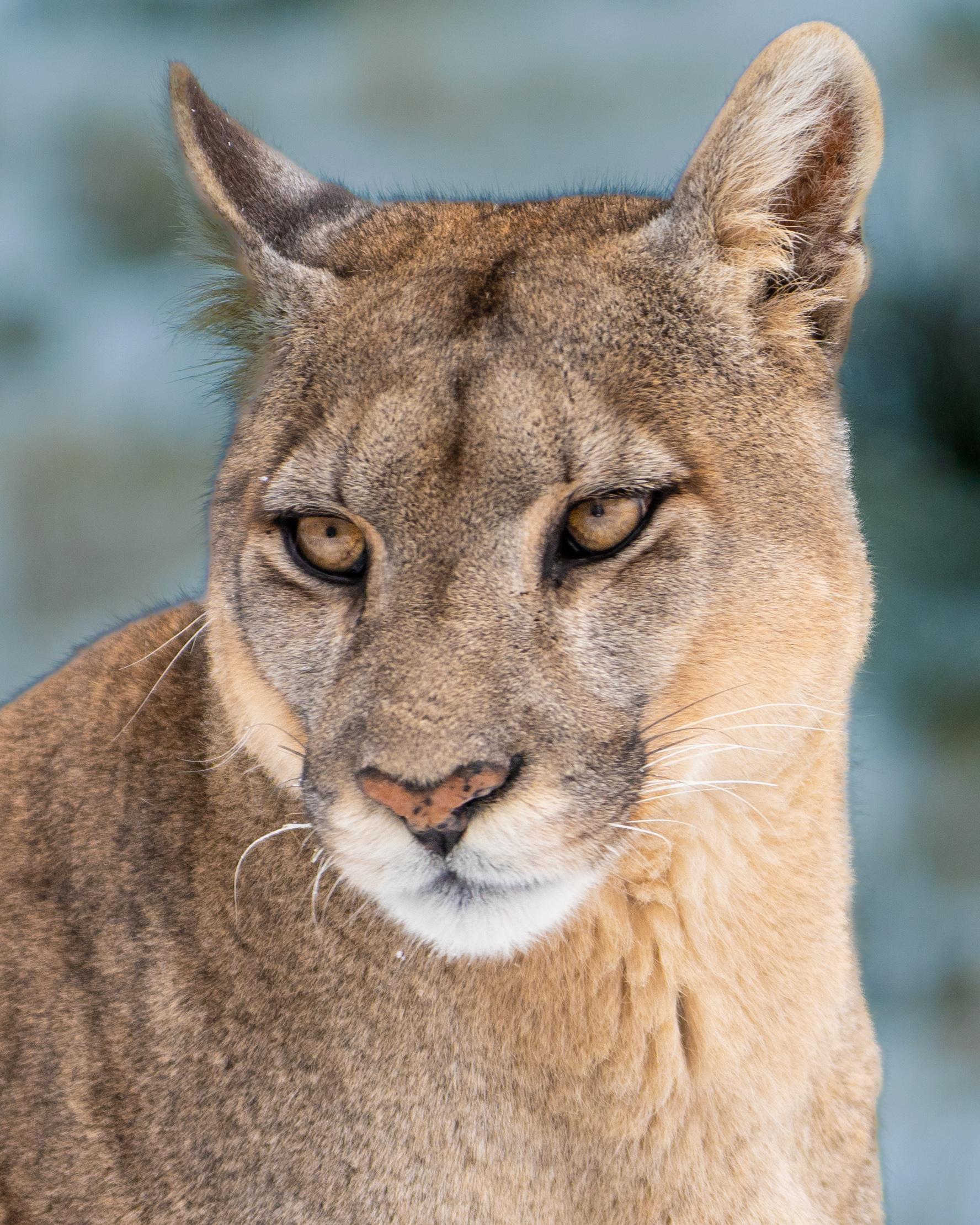 Patagonian Puma Tracking Expedition: Torres del Paine