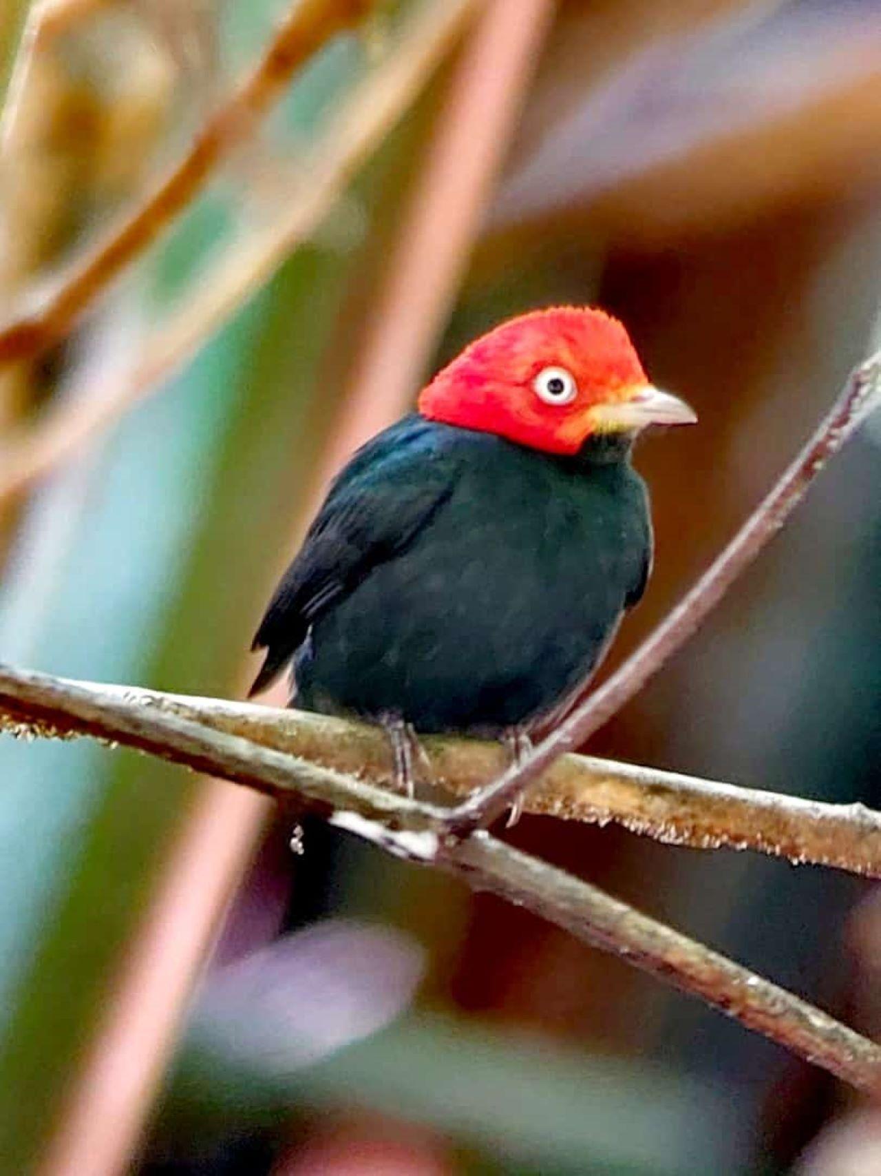 Manuel Antonio National Park: Expert-Guided Wildlife Hike