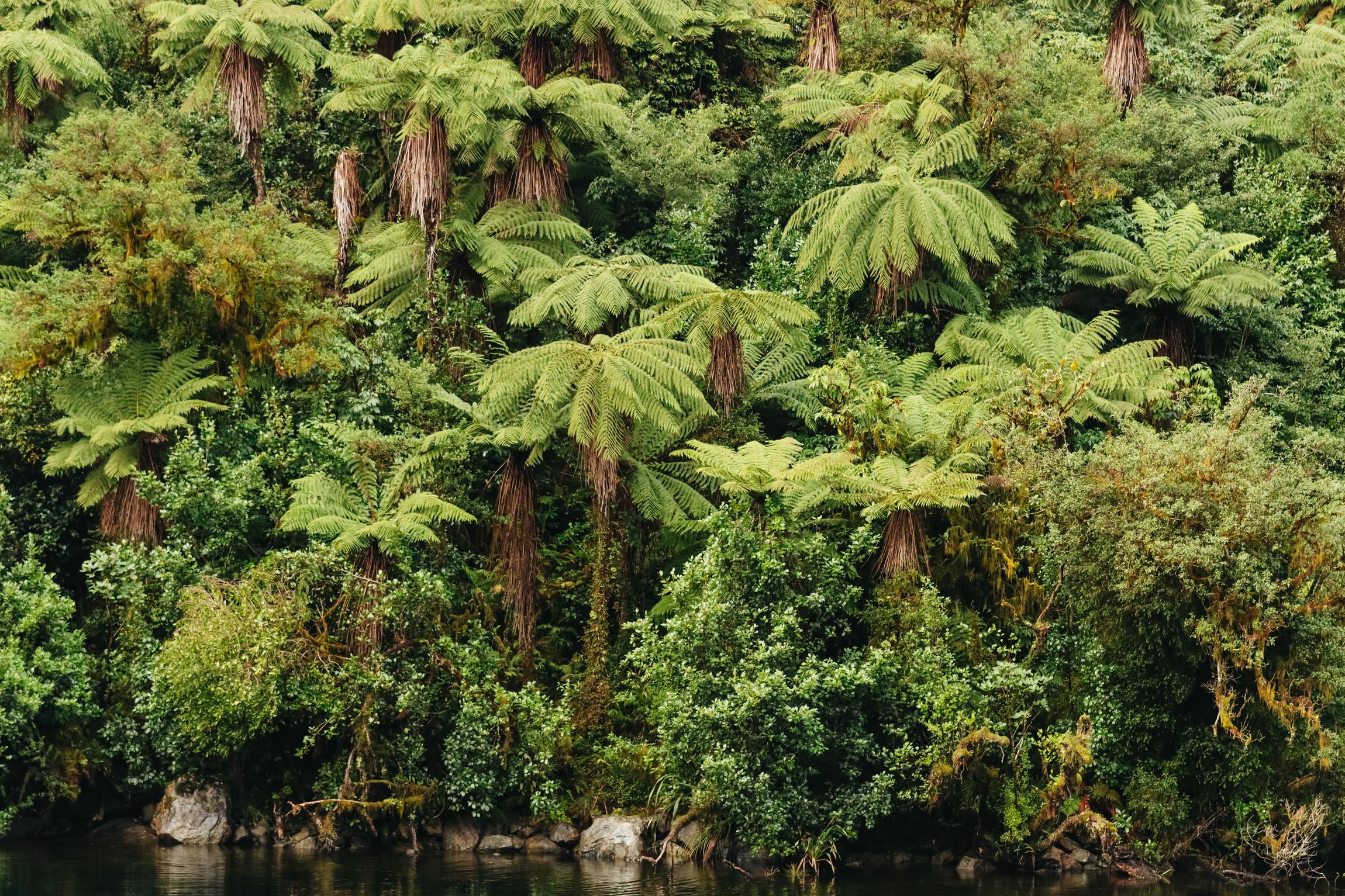Doubtful Sound cruise and Fiordland wilderness scenery — image 16
