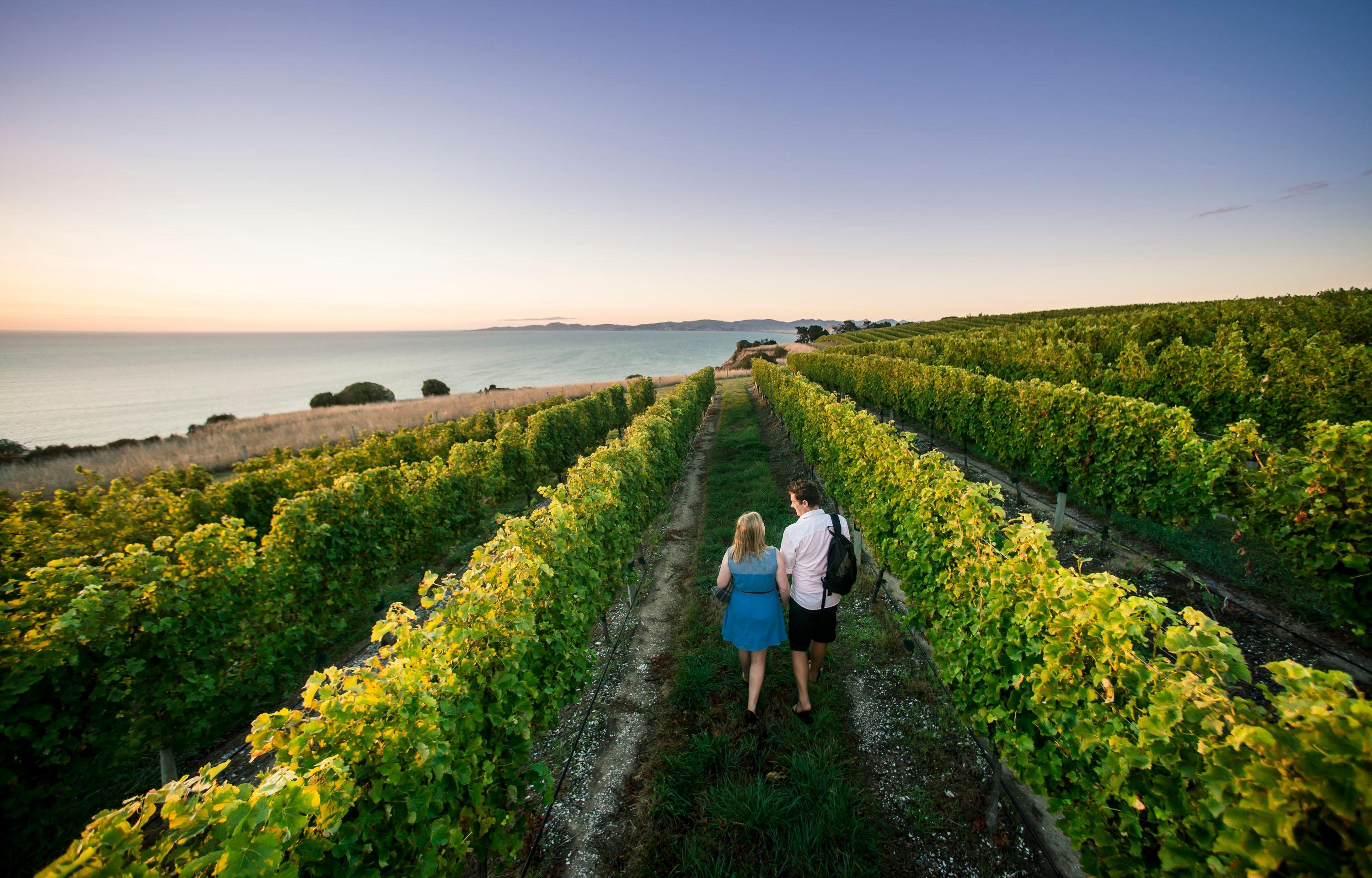 Marlborough Full-Day Wine Tour with Cloudy Bay & Gourmet Lunch