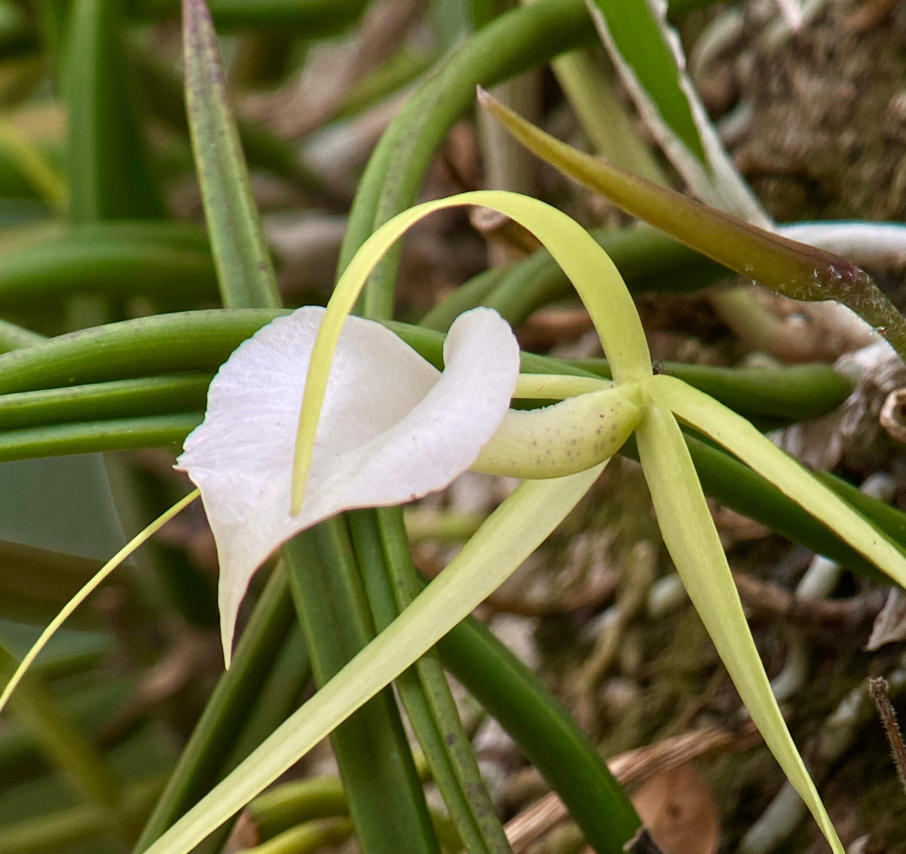 Manuel Antonio National Park: Naturalist-Led Wildlife Walking Tour