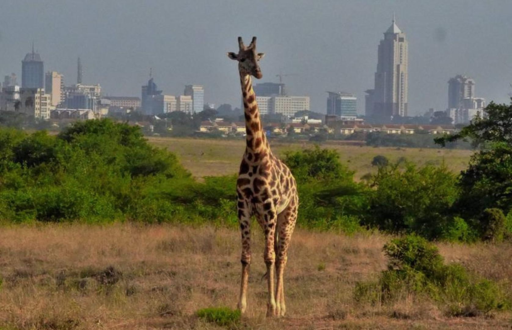 Nairobi Wildlife & History Day Tour