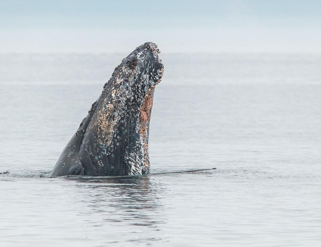 From Victoria: Whale Watching Trip on Covered Boat
