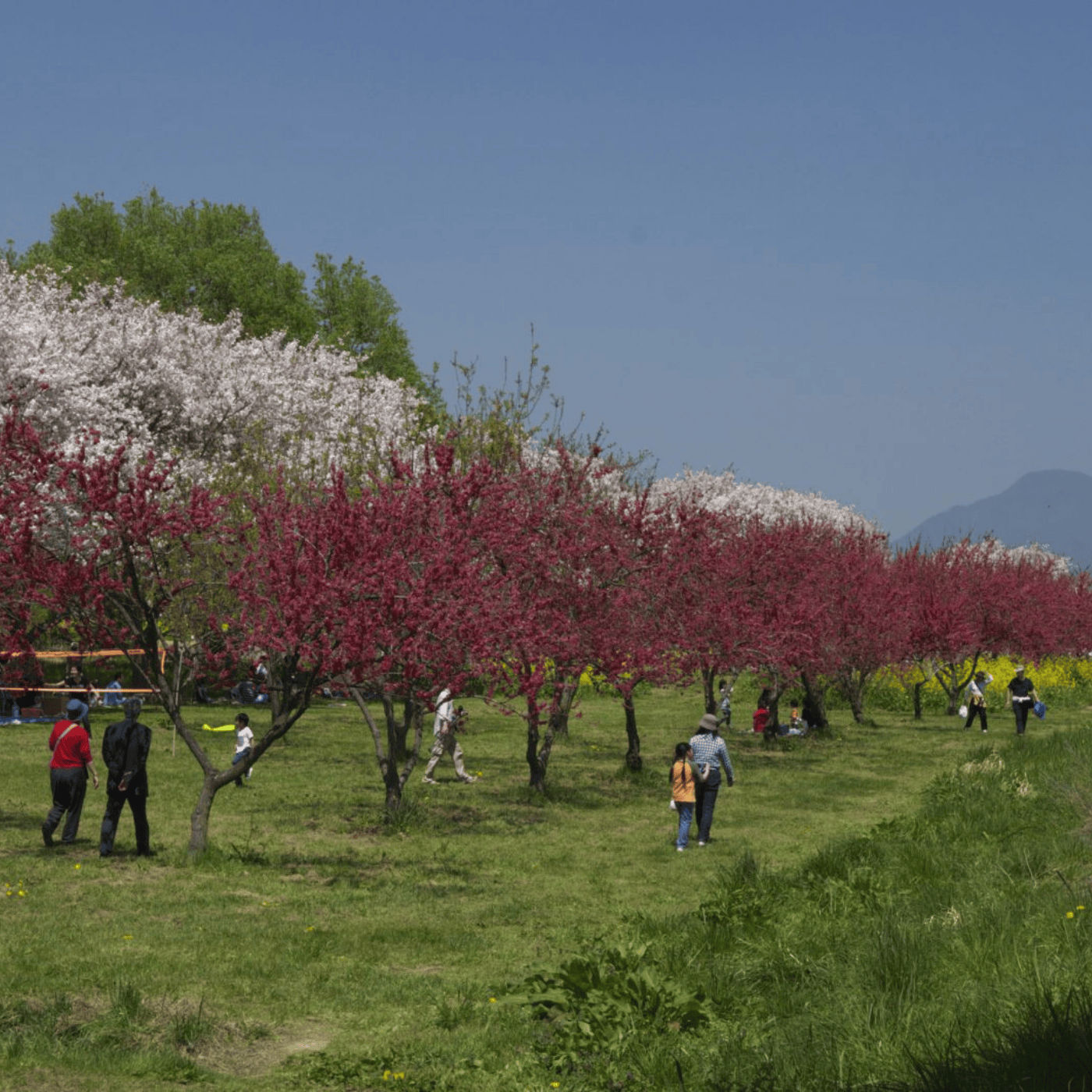 Private Nagano Day Tour: Snow Monkeys, Zenko-ji & Hot Springs from Tokyo