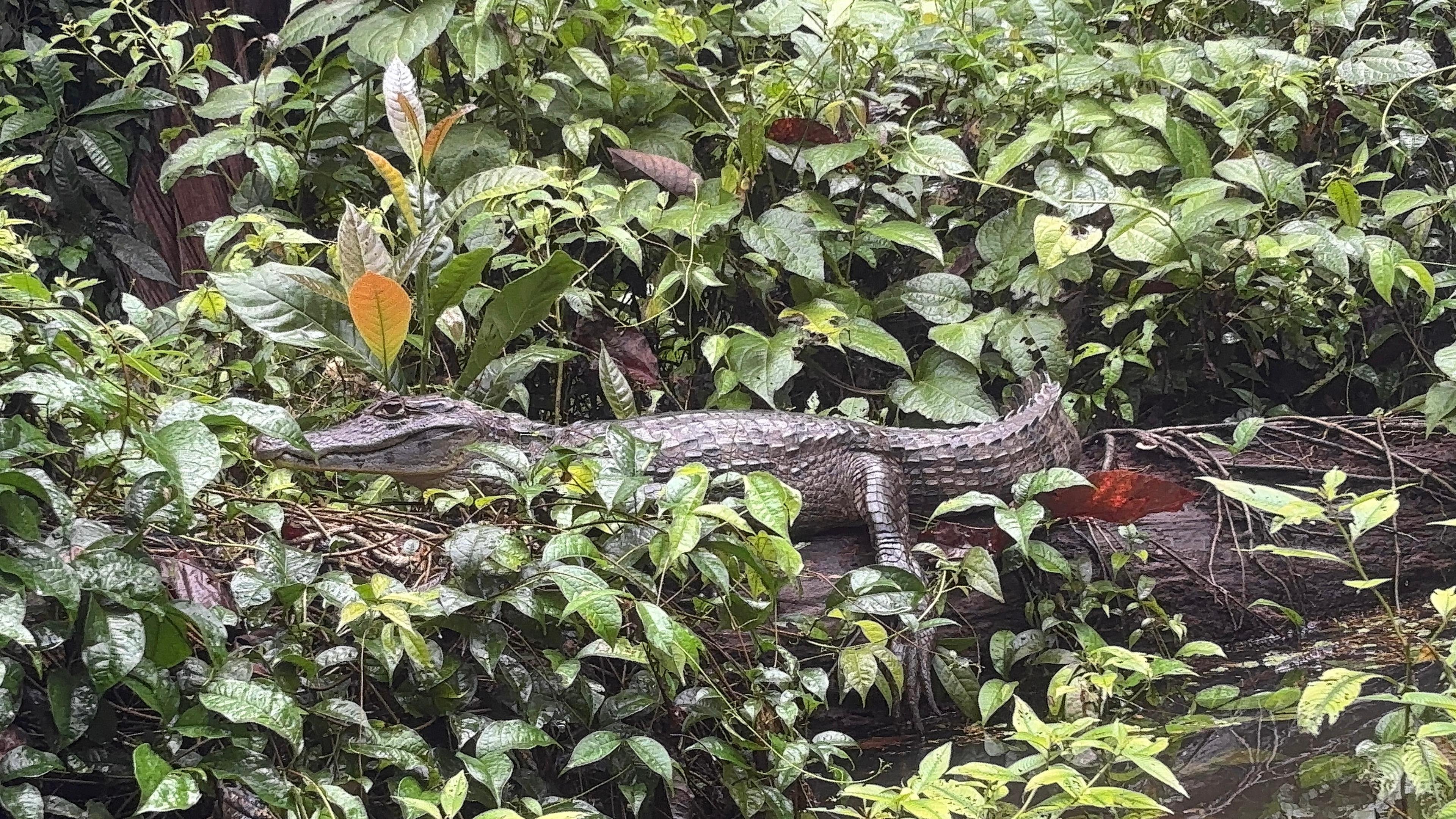 Tortuguero 2-Day Eco Adventure: Canoe, Jaguar Trail, Night Walk & Turtle Nesting