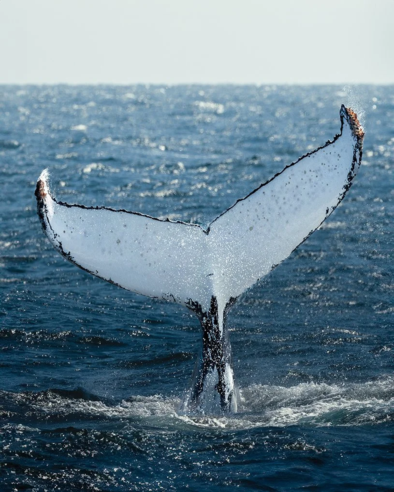 Humpback Whale Watching Cruise from Hillarys Harbour