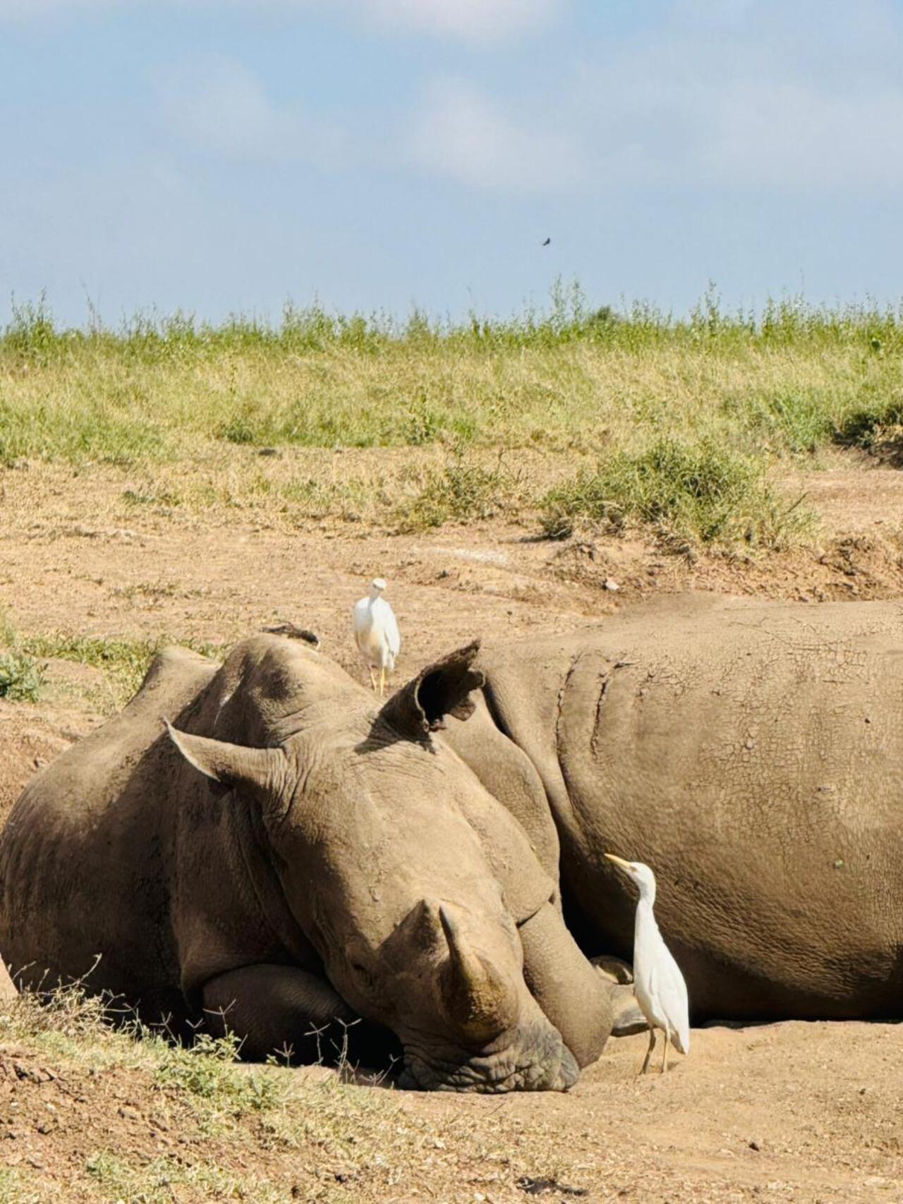 Nairobi National Park 5-Hour 4x4 Wildlife Safari