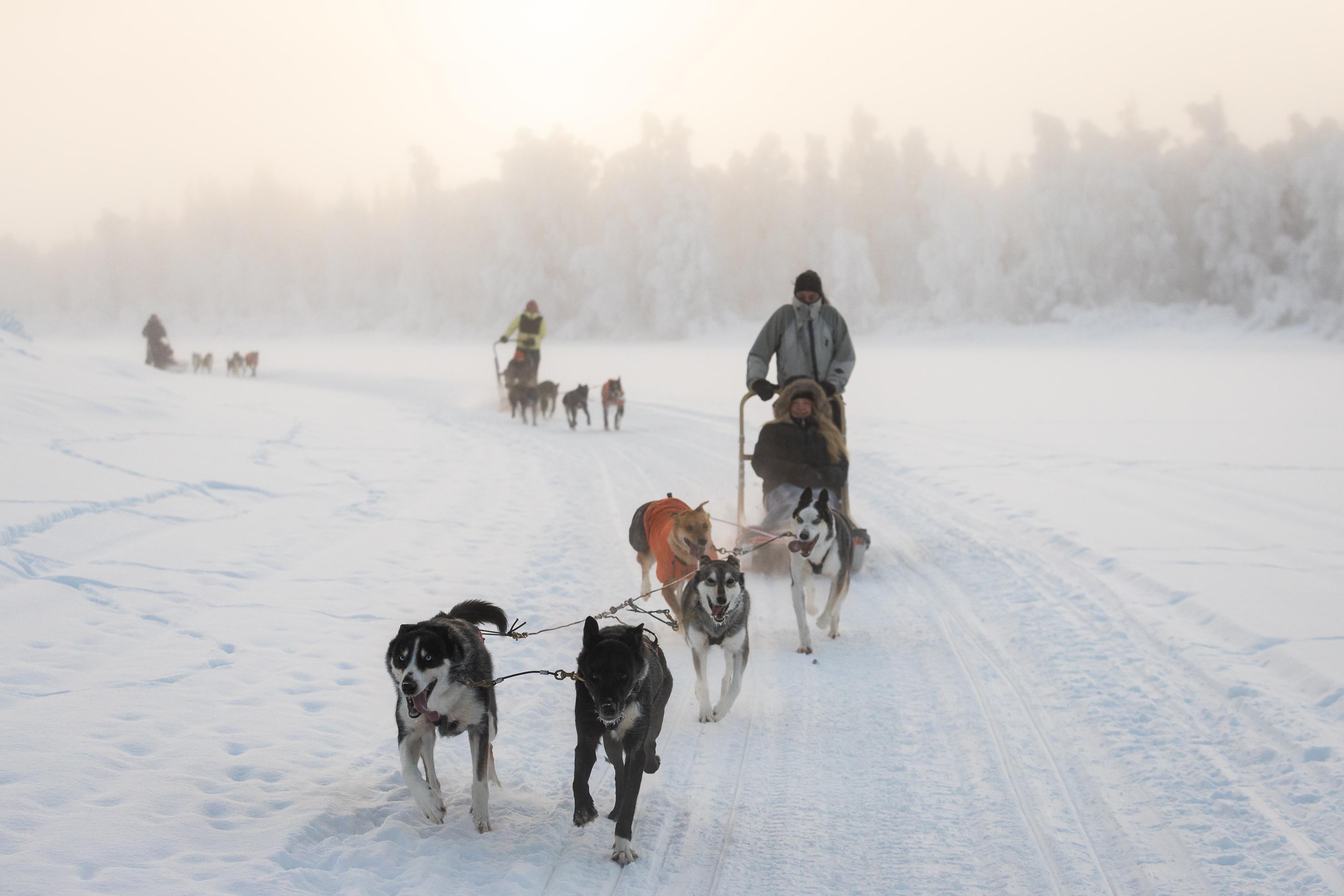 Rovaniemi Daytime Husky Safari