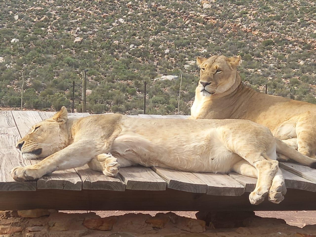 Cape Town: Big Five Sunset Safari at Aquila Game Reserve
