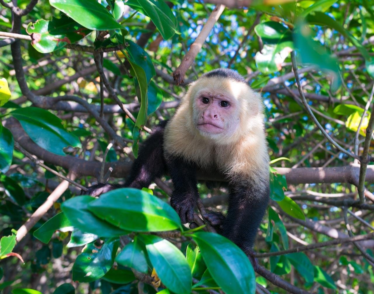 Quepos: Kayak Tour in the Mangroves Near Manuel Antonio Park