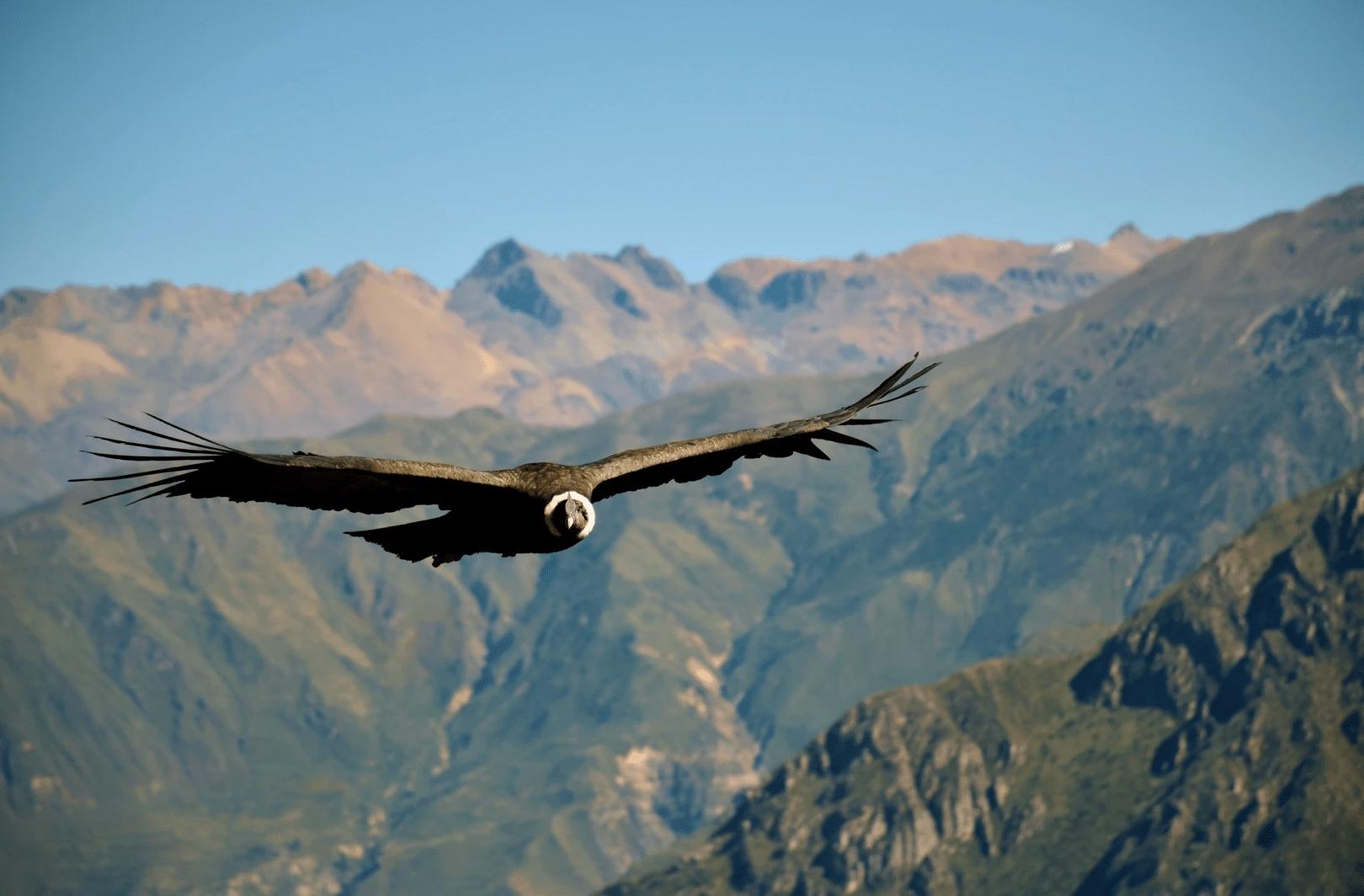 Colca Canyon Two-Day Adventure Ending in Puno