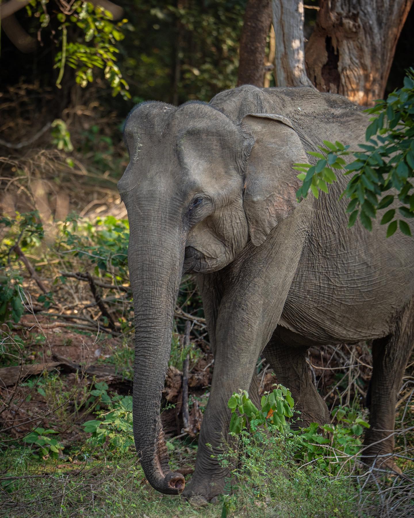 Full-Day Wilpattu National Park Safari Adventure