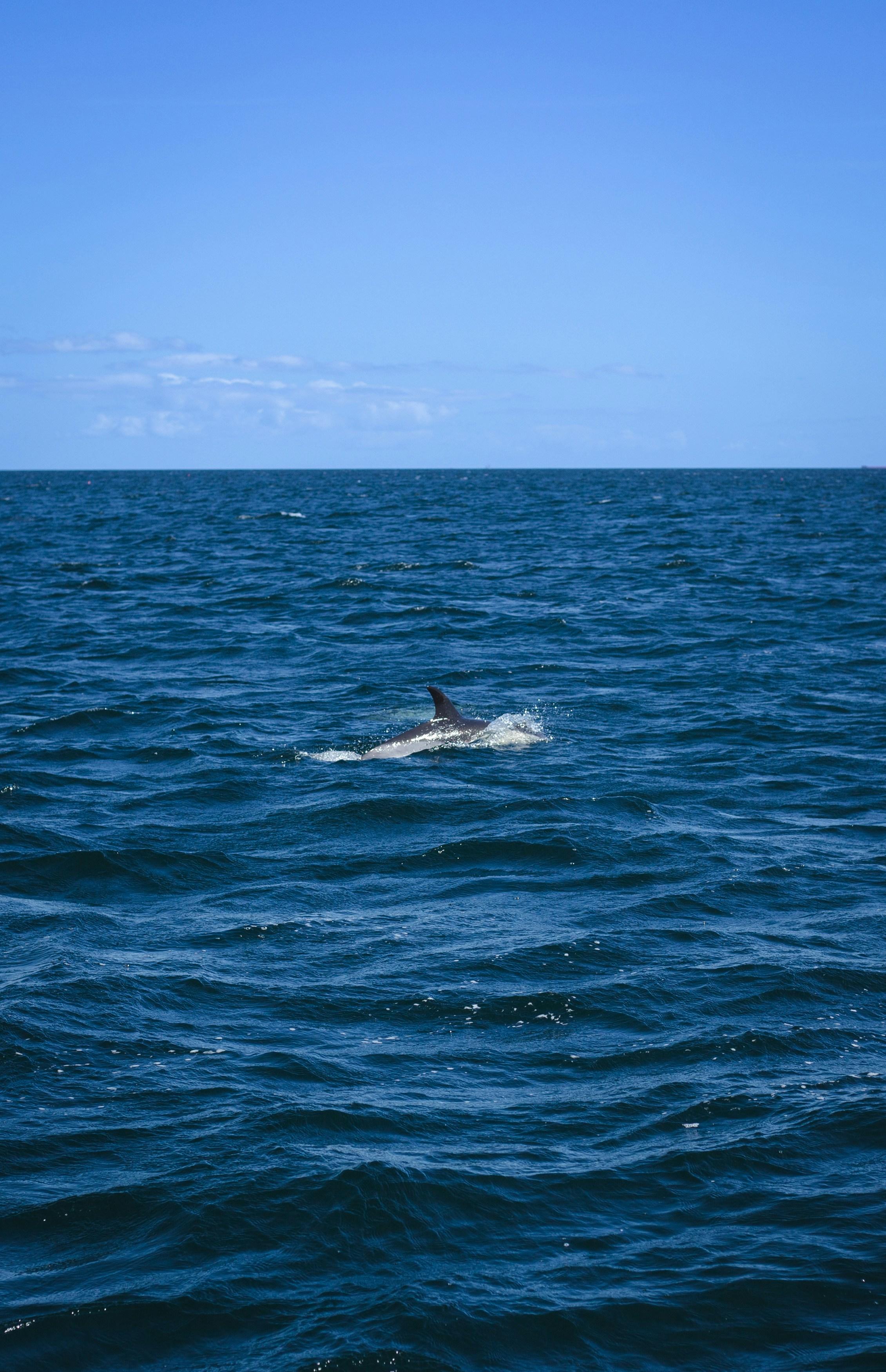 Estepona Sailing & Marine Wildlife Tour