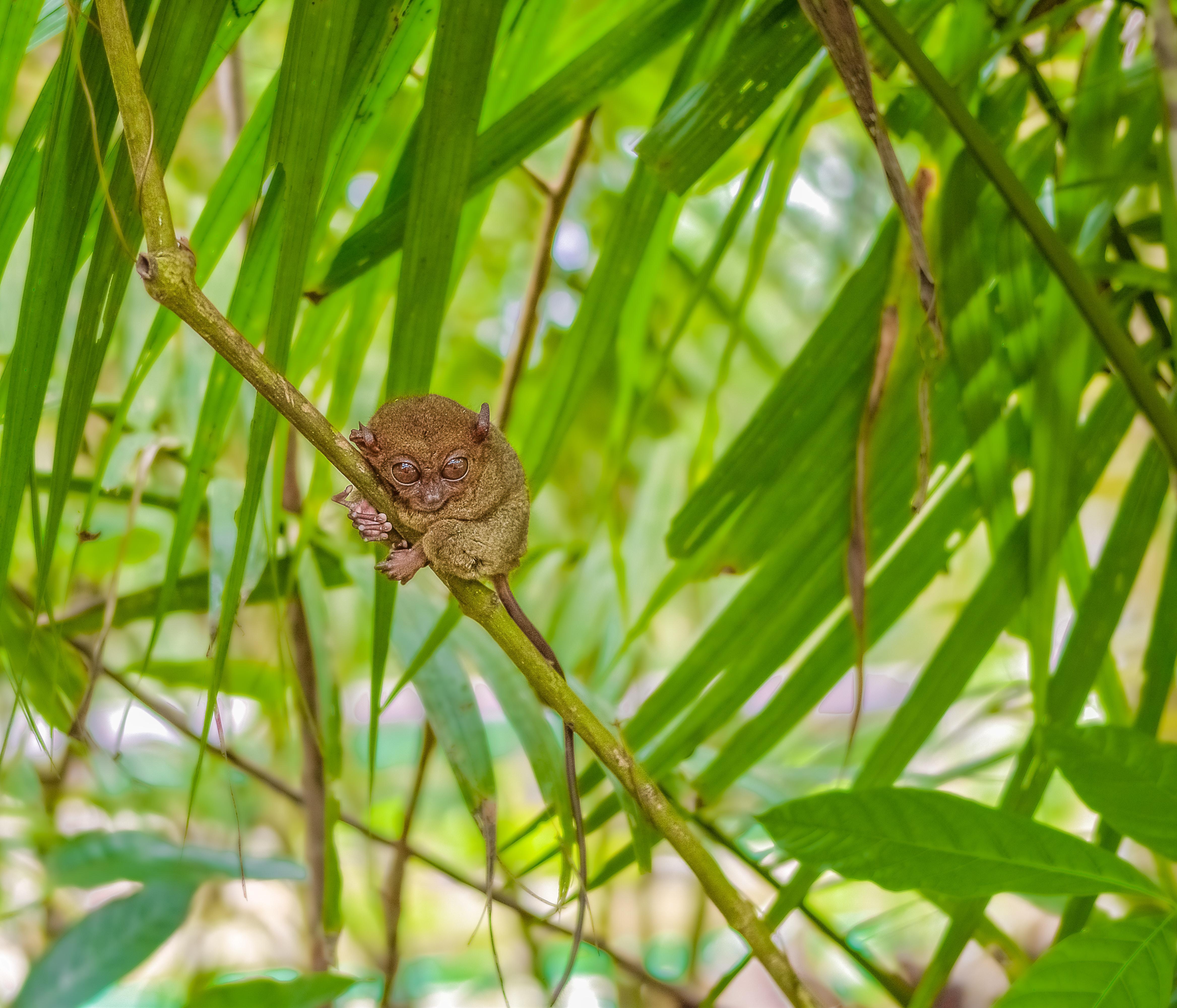 Bohol Countryside Day Tour from Cebu with Loboc River Cruise Lunch