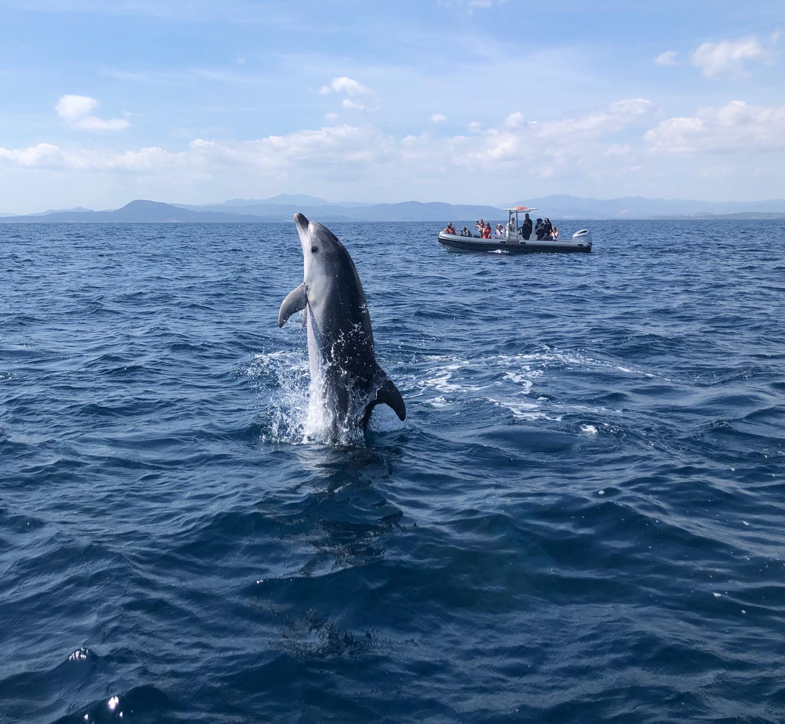 Dolphin Watching Cruise from Oliba