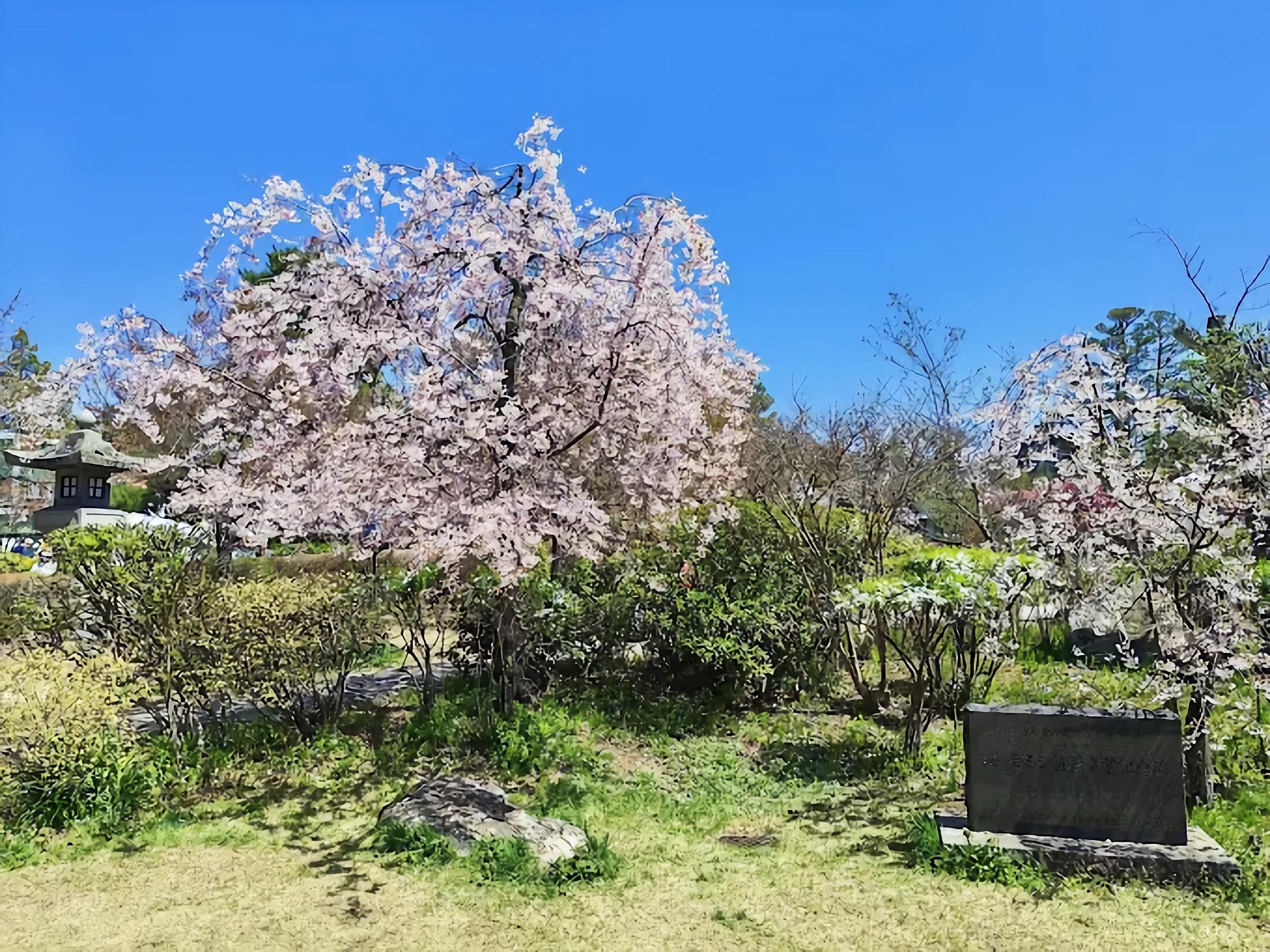 Tokyo to Nagano: Private Snow Monkeys & Zenko-ji Day Trip