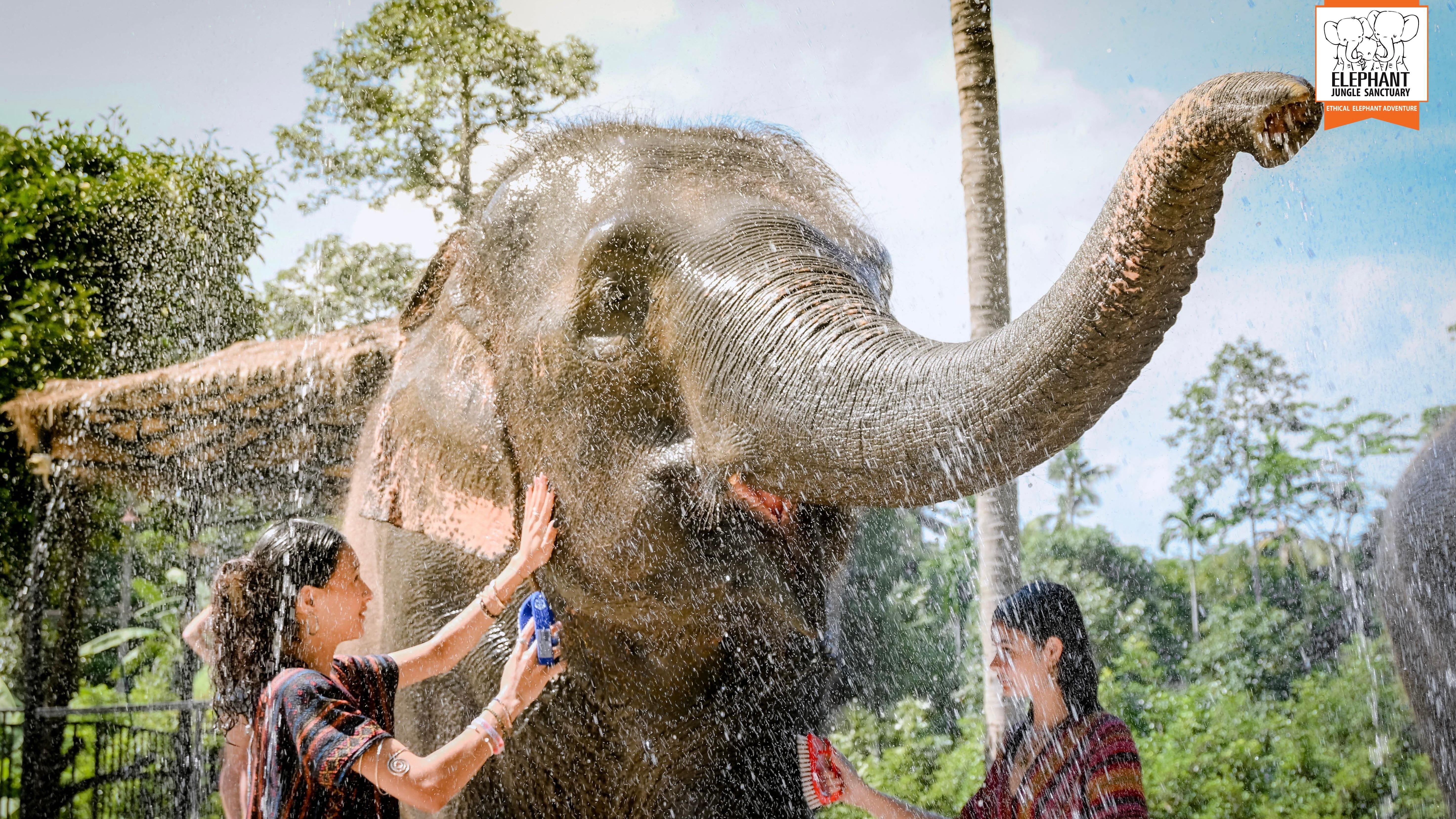 Koh Samui: Elephant Feeding & Bathing Sanctuary Experience