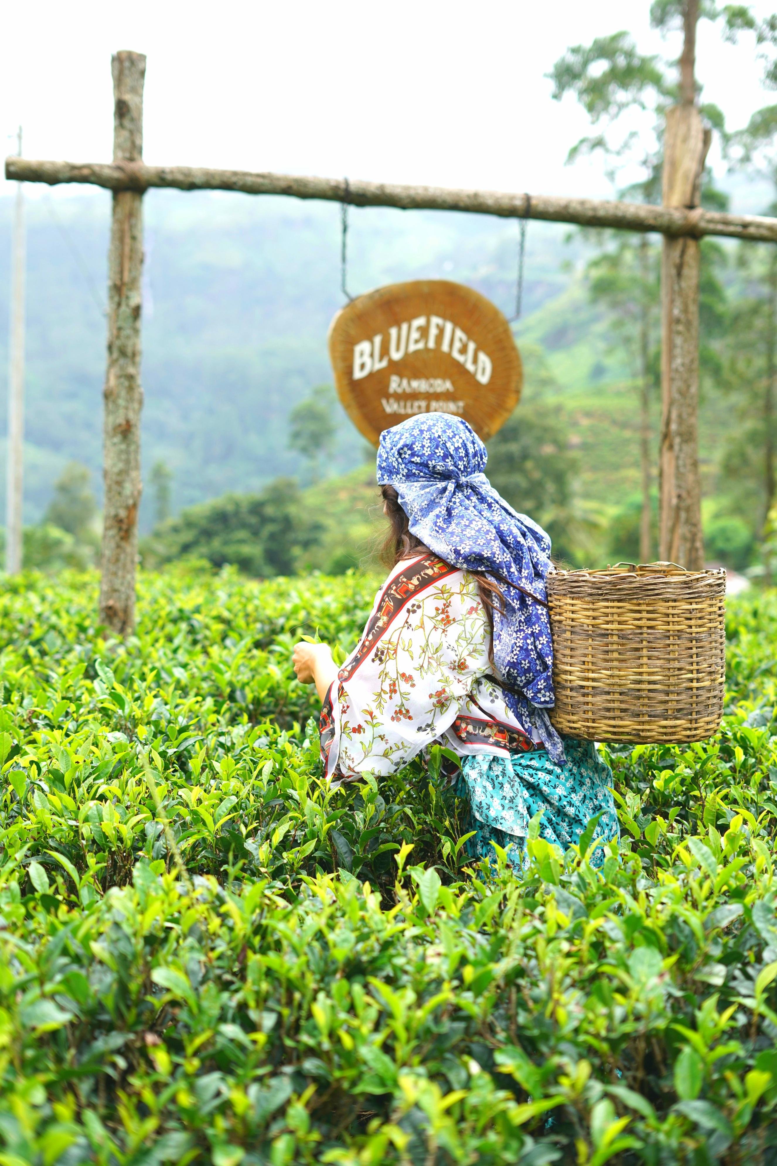 Nuwara Eliya Private Tuk-Tuk Tour: Tea Estates & Waterfalls