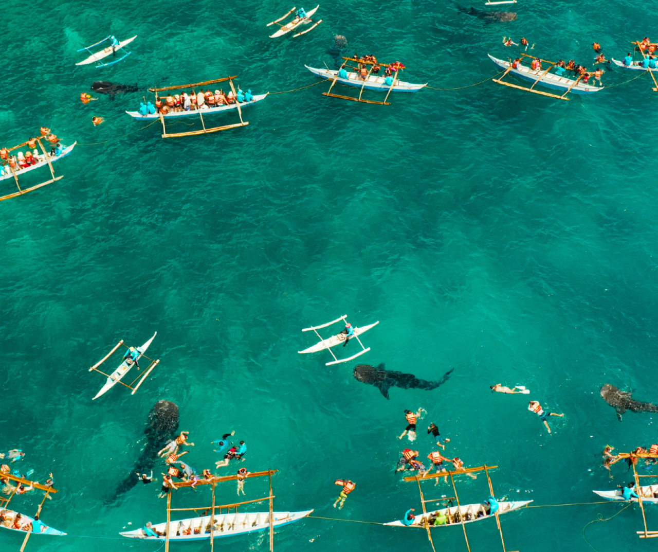 Private Oslob Whale Shark Expedition from Cebu