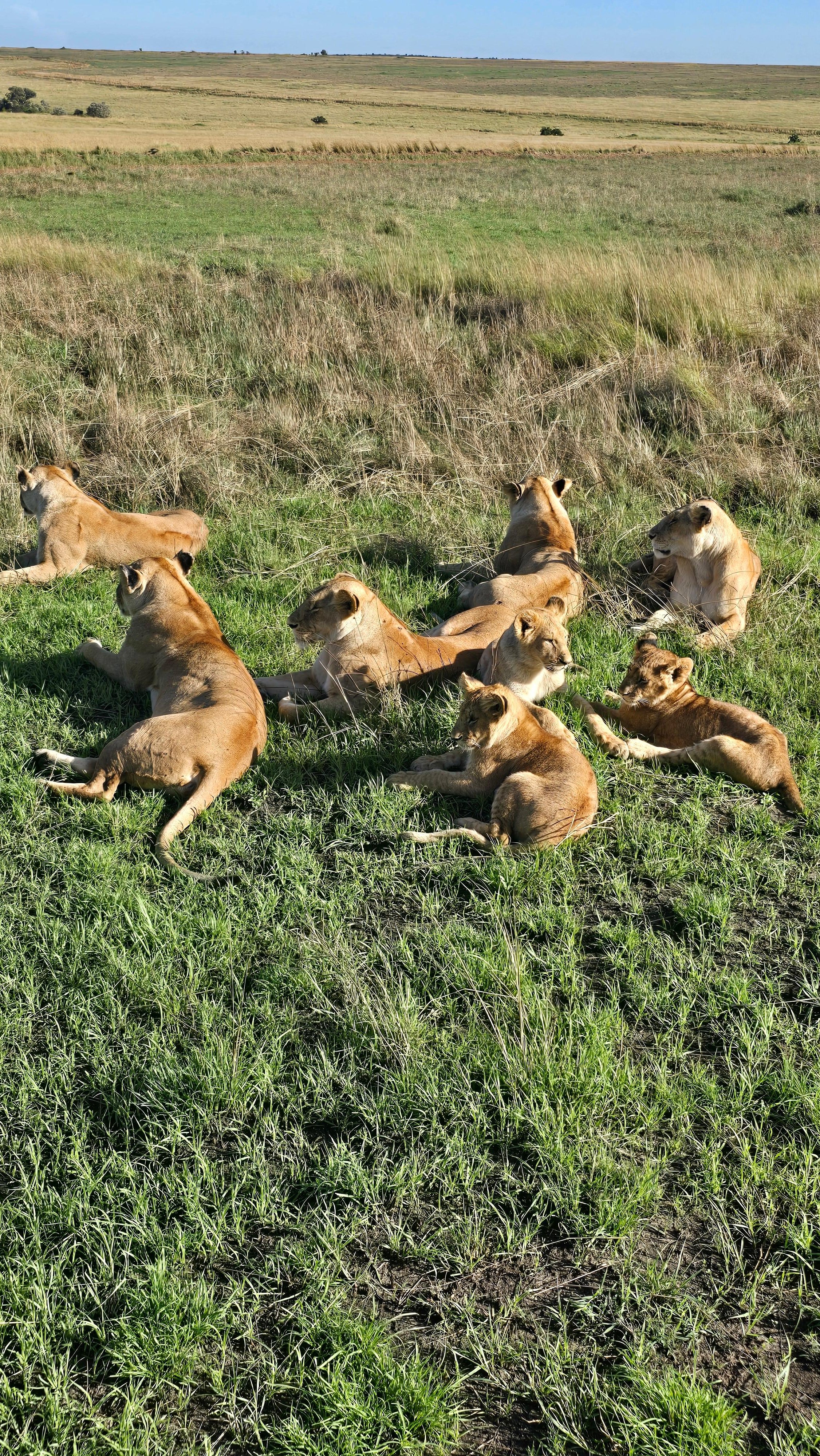 3-Day Maasai Mara Safari by 4WD Landcruiser from Nairobi