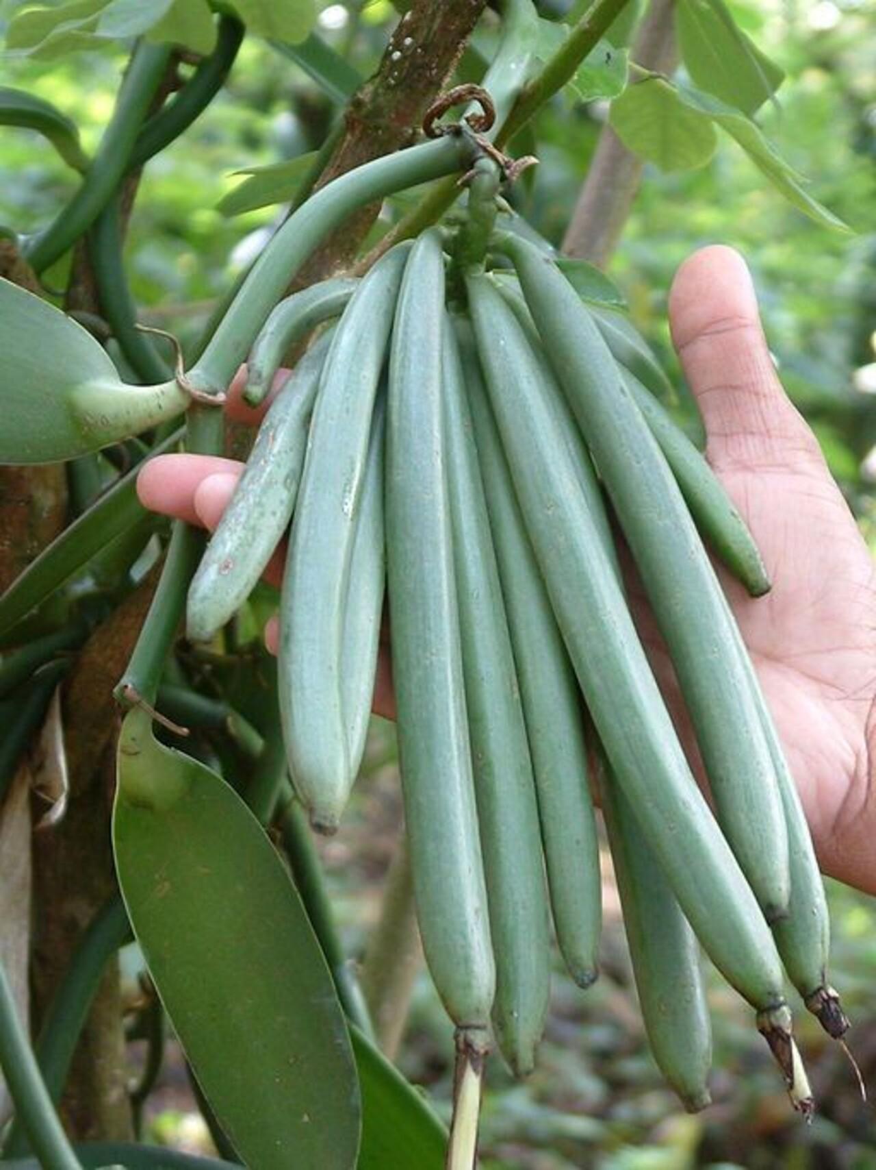 Zanzibar Private Spice Farm Tour with Local Guide