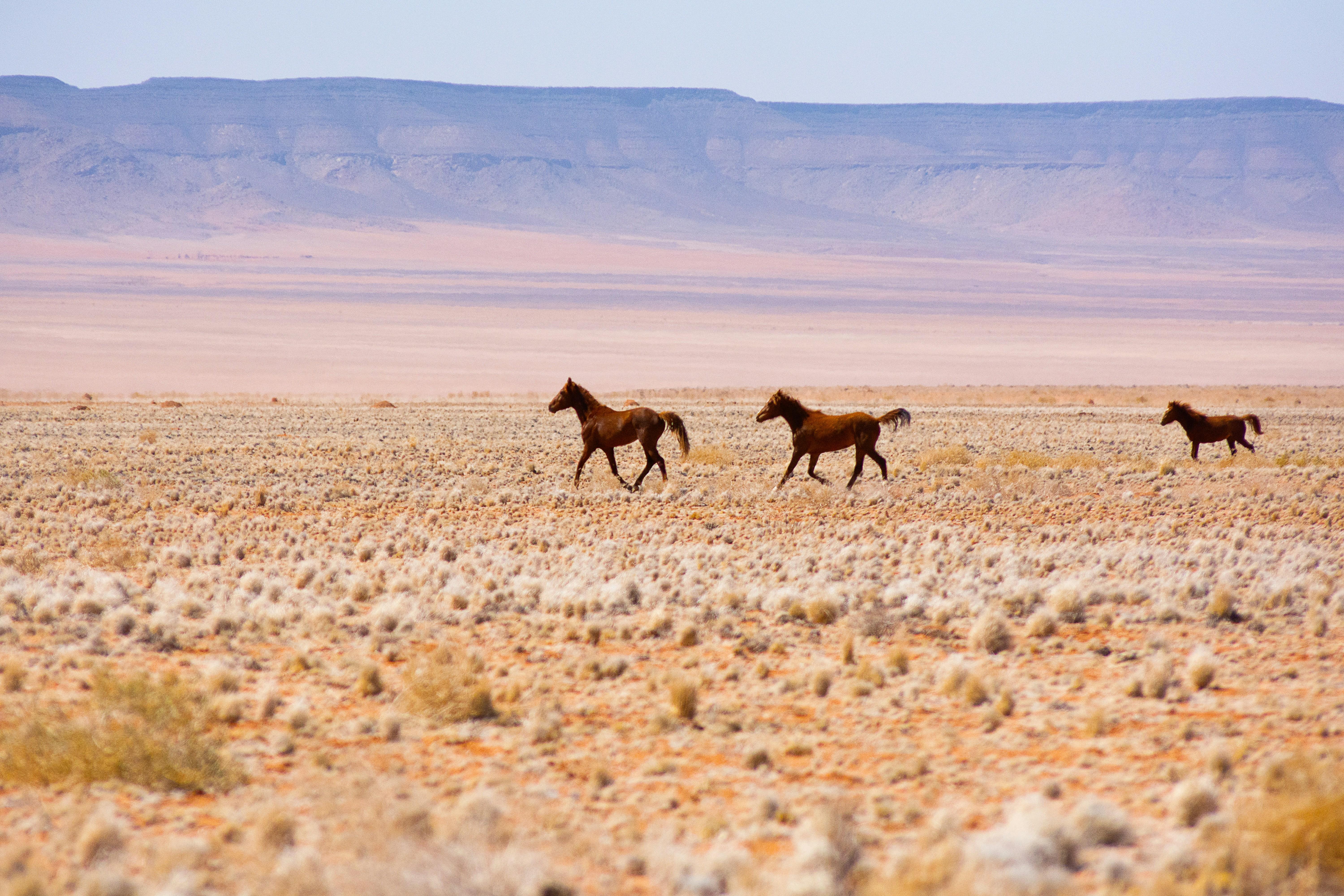 Namib Desert Horseback Adventure from Swakopmund