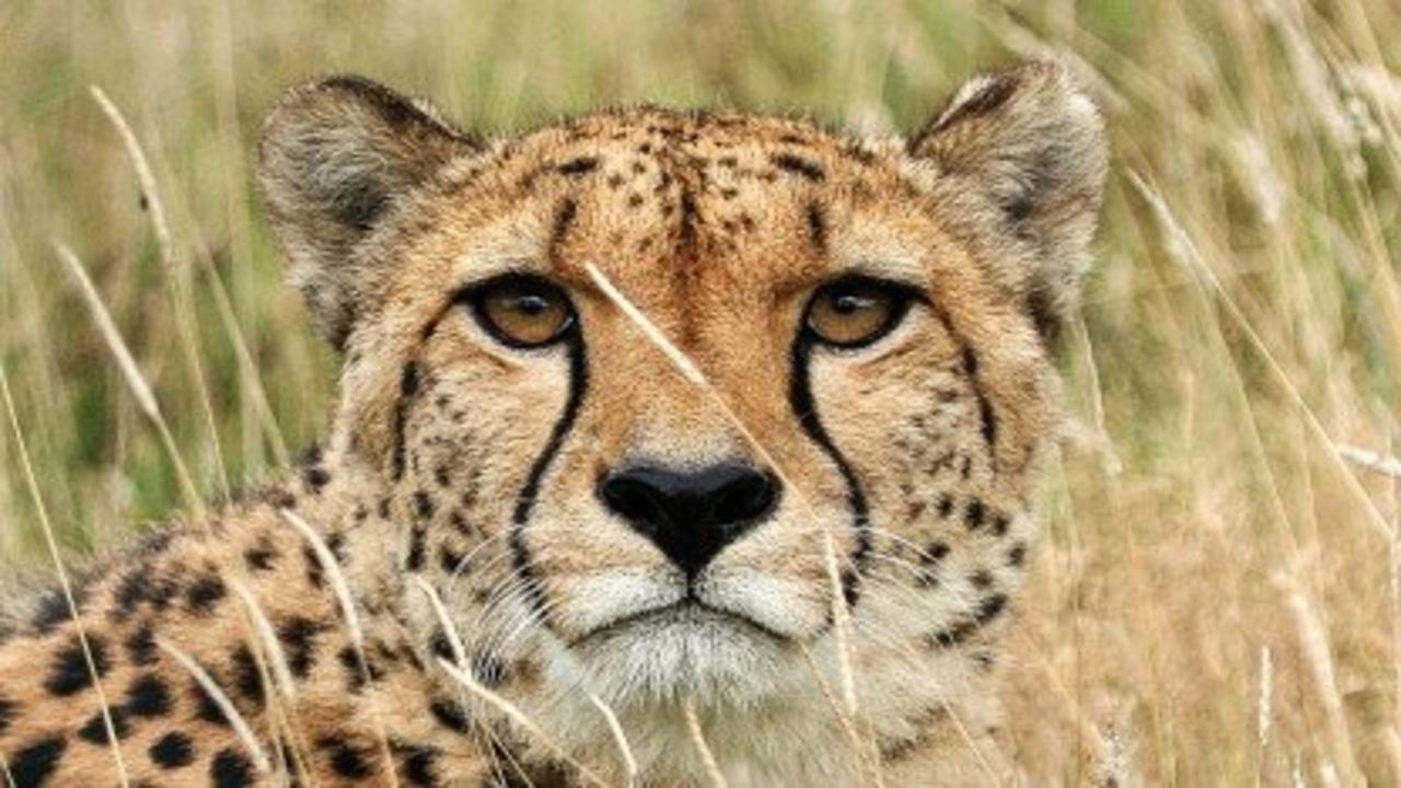 3-Day Masai Mara Safari Adventure