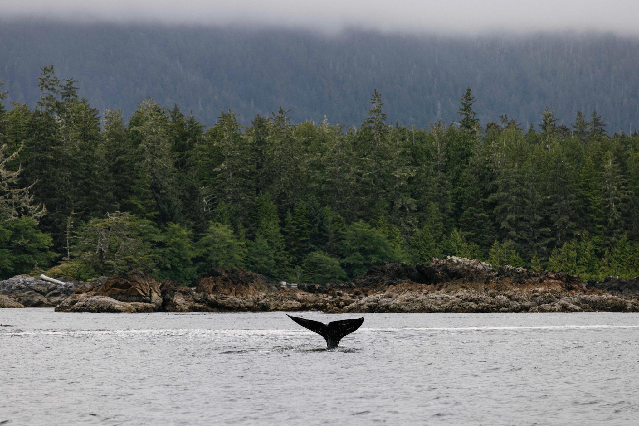 Vancouver whale watching tour — orcas and marine wildlife in the Salish Sea — image 3