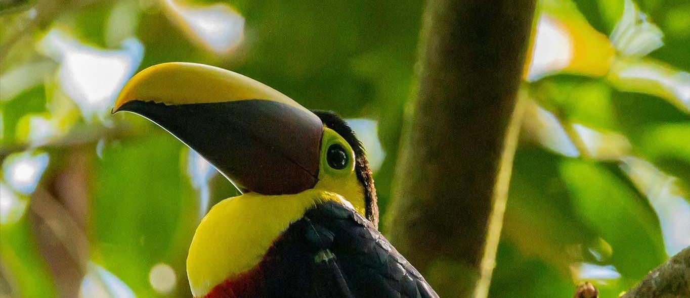 Manuel Antonio National Park: Naturalist-Led Wildlife Walking Tour
