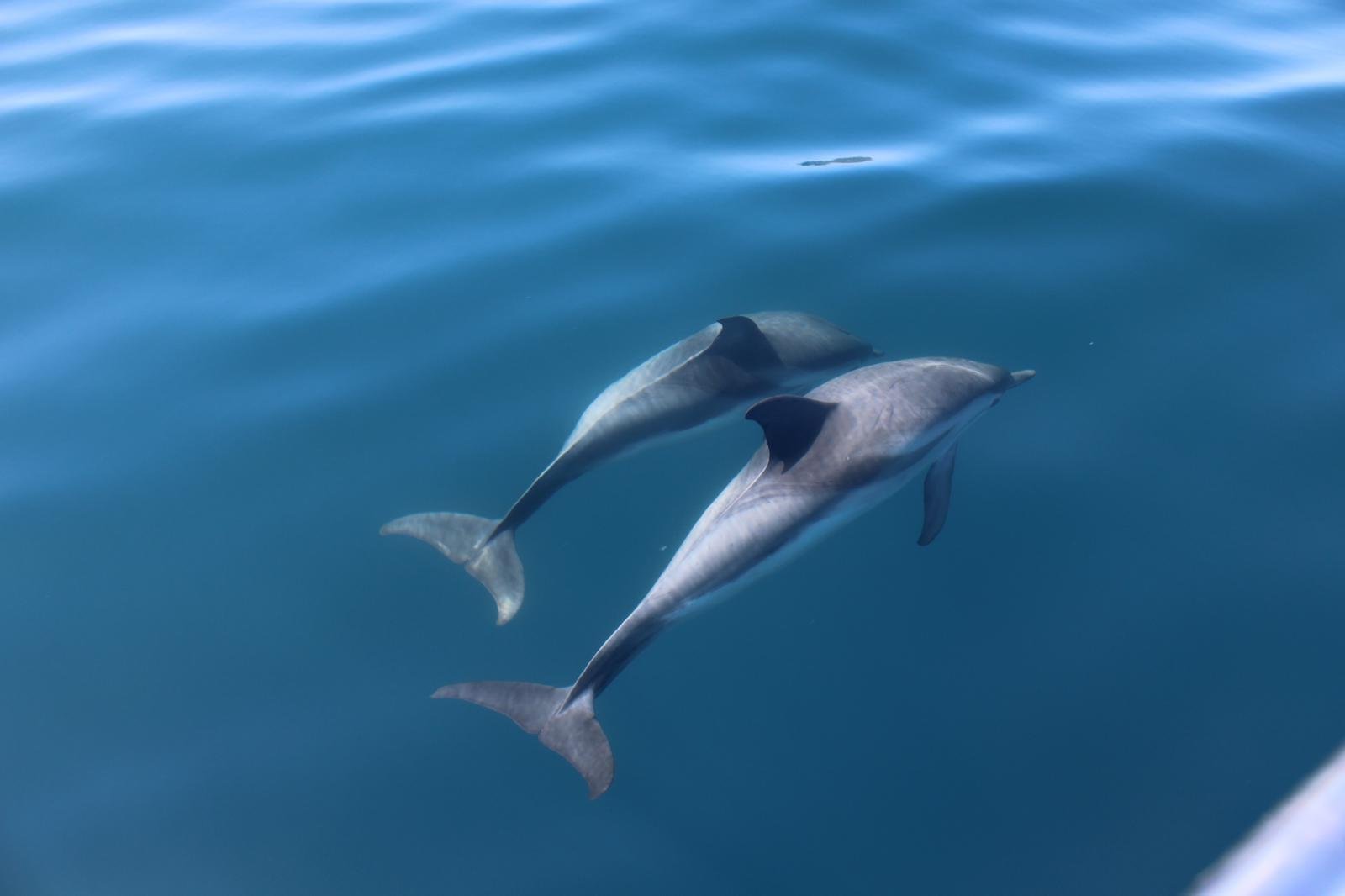 Taormina Sunset Catamaran & Dolphin Watching Cruise