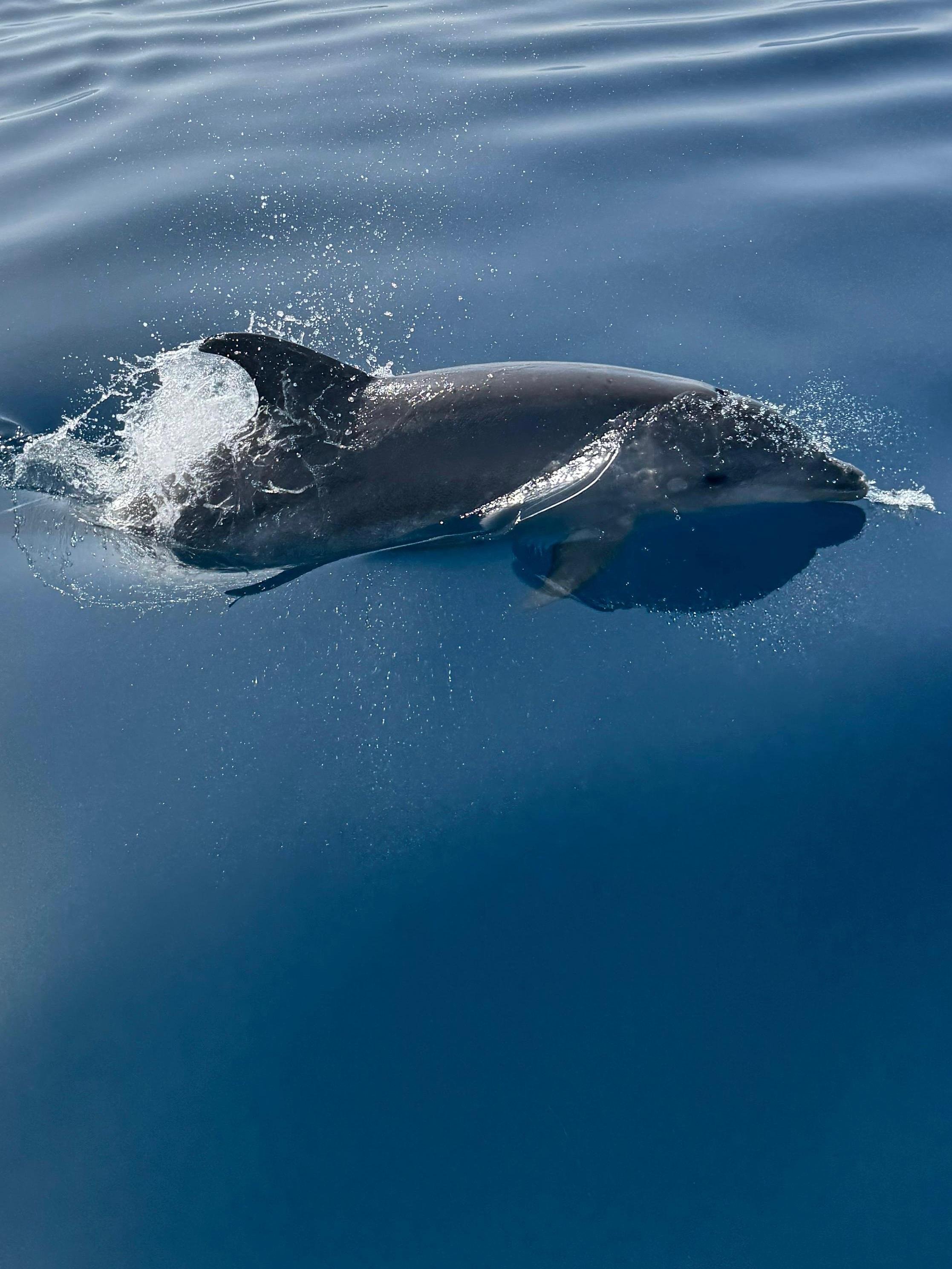 Mediterranean Yacht Tour with Dolphin Spotting