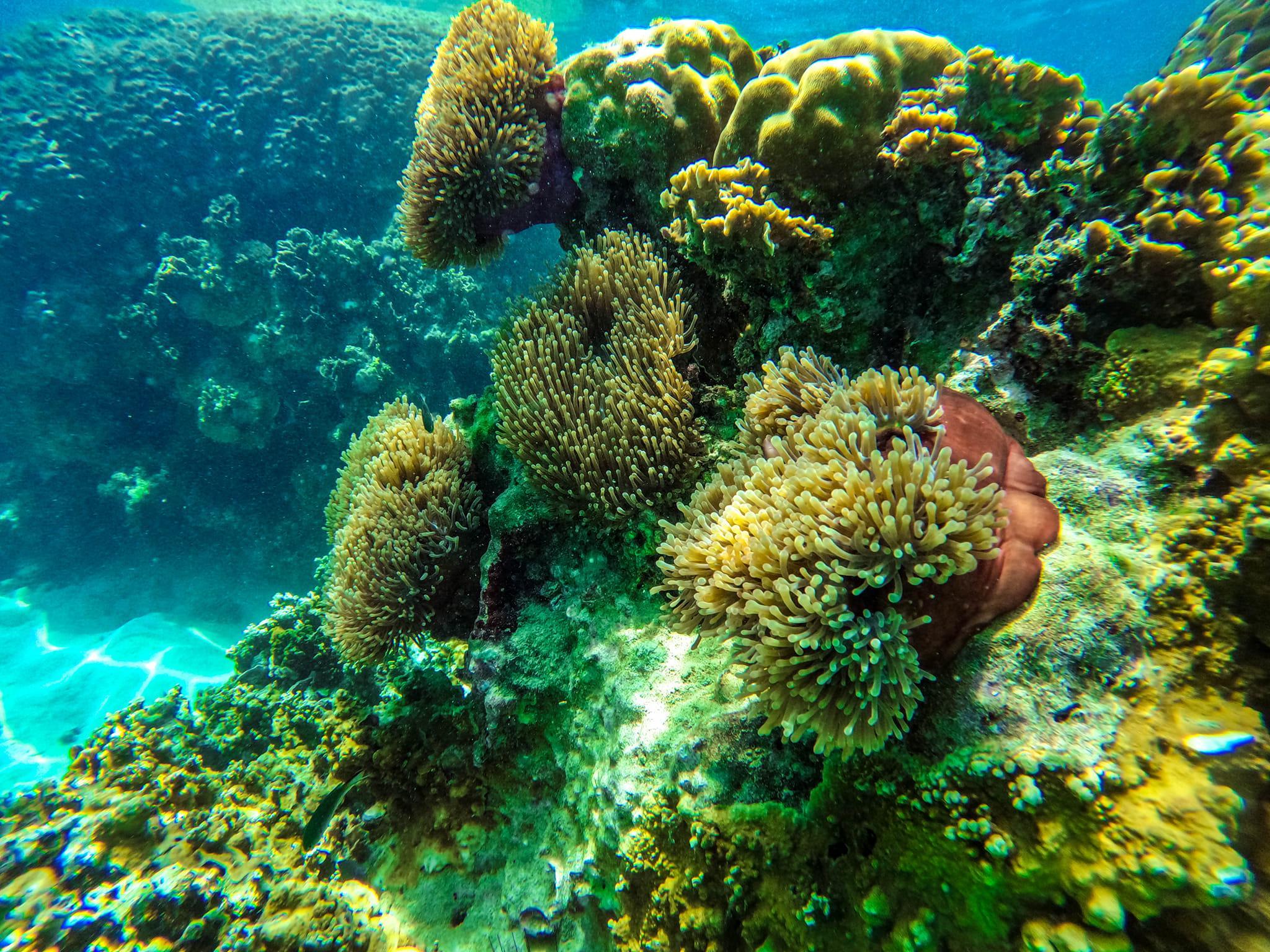 Krabi: Maya Bay, Phi Phi & Bamboo Island Speedboat Day Tour