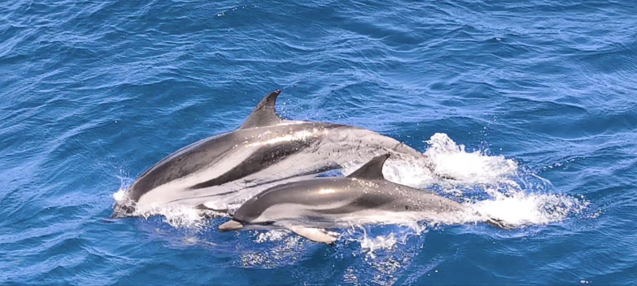 Dolphin & Whale Watching with Snorkeling in Morro Jable