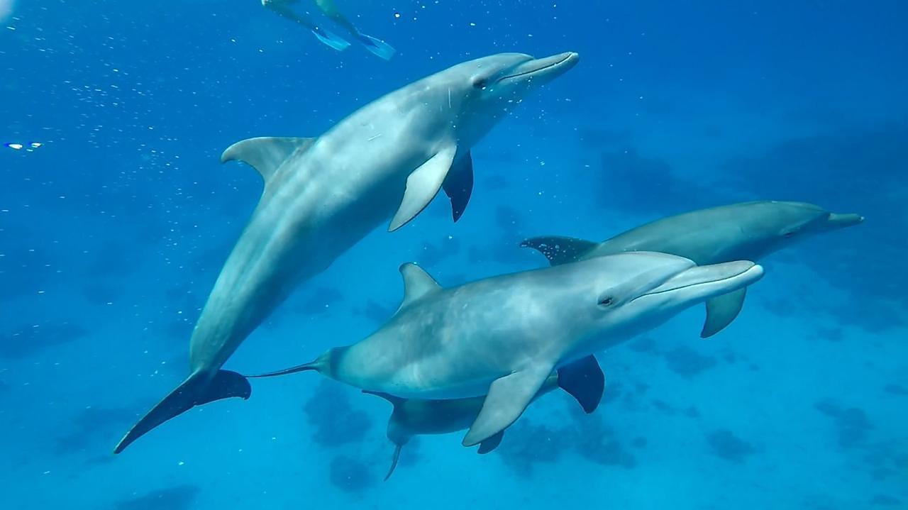 Sharm el-Sheikh: White Island & Ras Mohamed National Park Snorkeling Day Trip