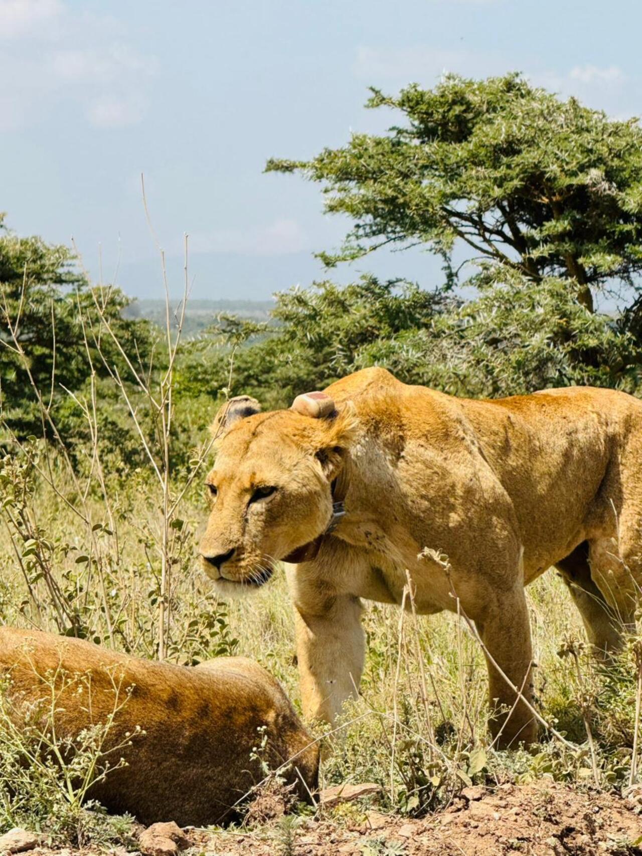 Nairobi National Park 5-Hour 4x4 Wildlife Safari