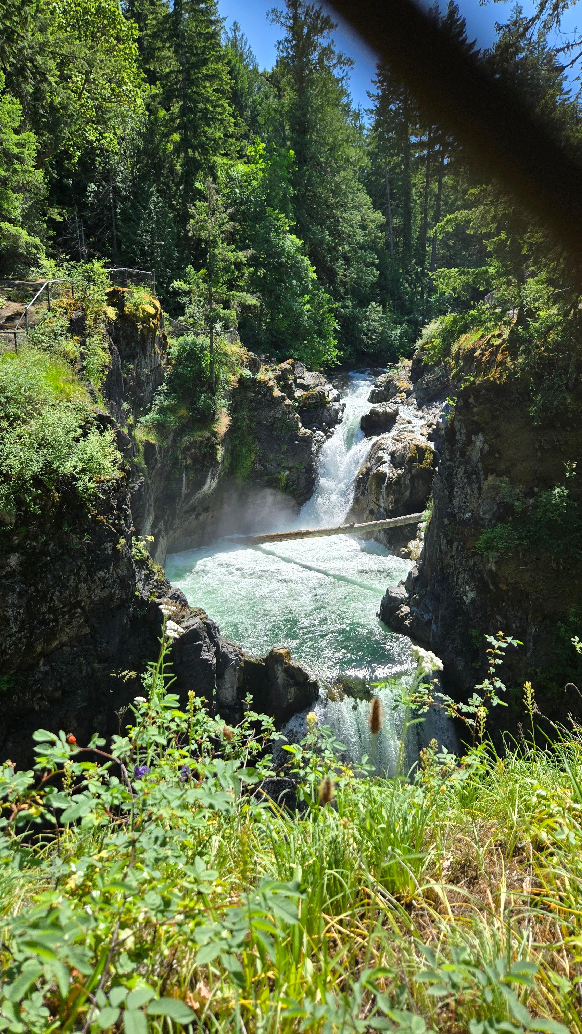 Nanaimo: Cathedral Grove, Waterfalls & Animal Sanctuary