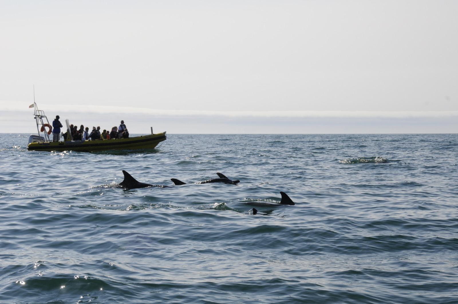 Nazaré Dolphin Watching Adventure