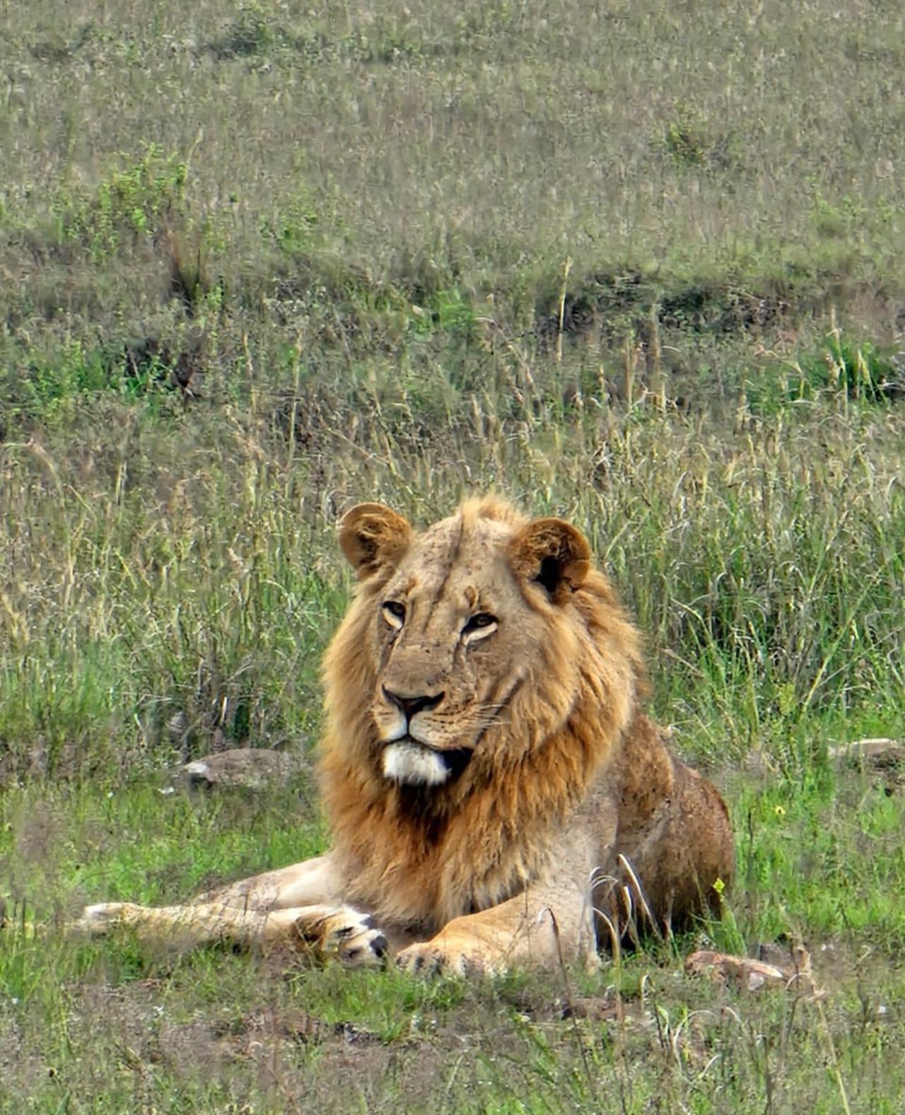 Nairobi National Park Half-Day Wildlife Safari
