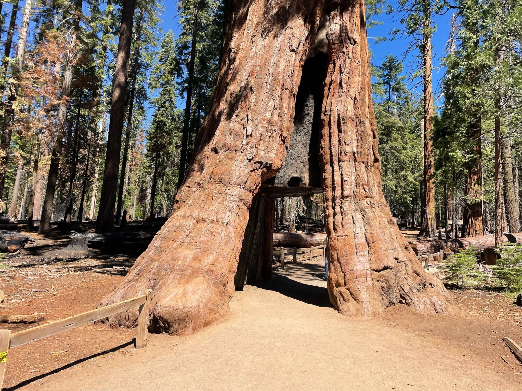 Yosemite, Giant Sequoias, Private Tour from San Francisco