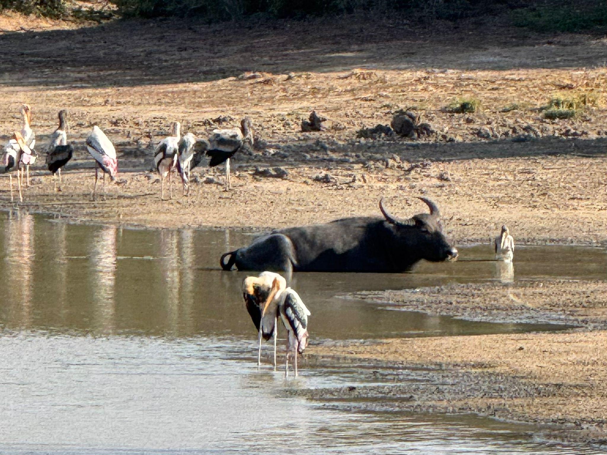 Full-Day Wilpattu National Park Safari from Anuradhapura
